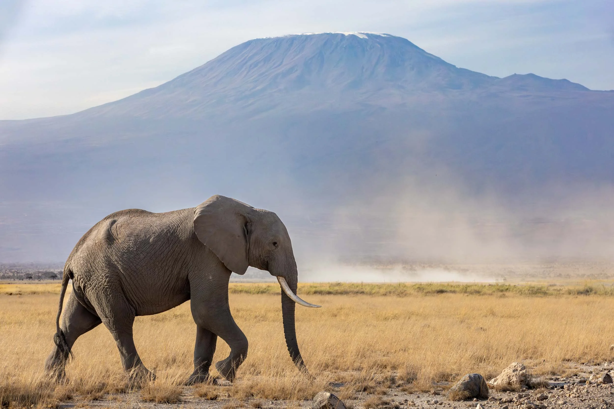 Amboseli National Park, Kenya