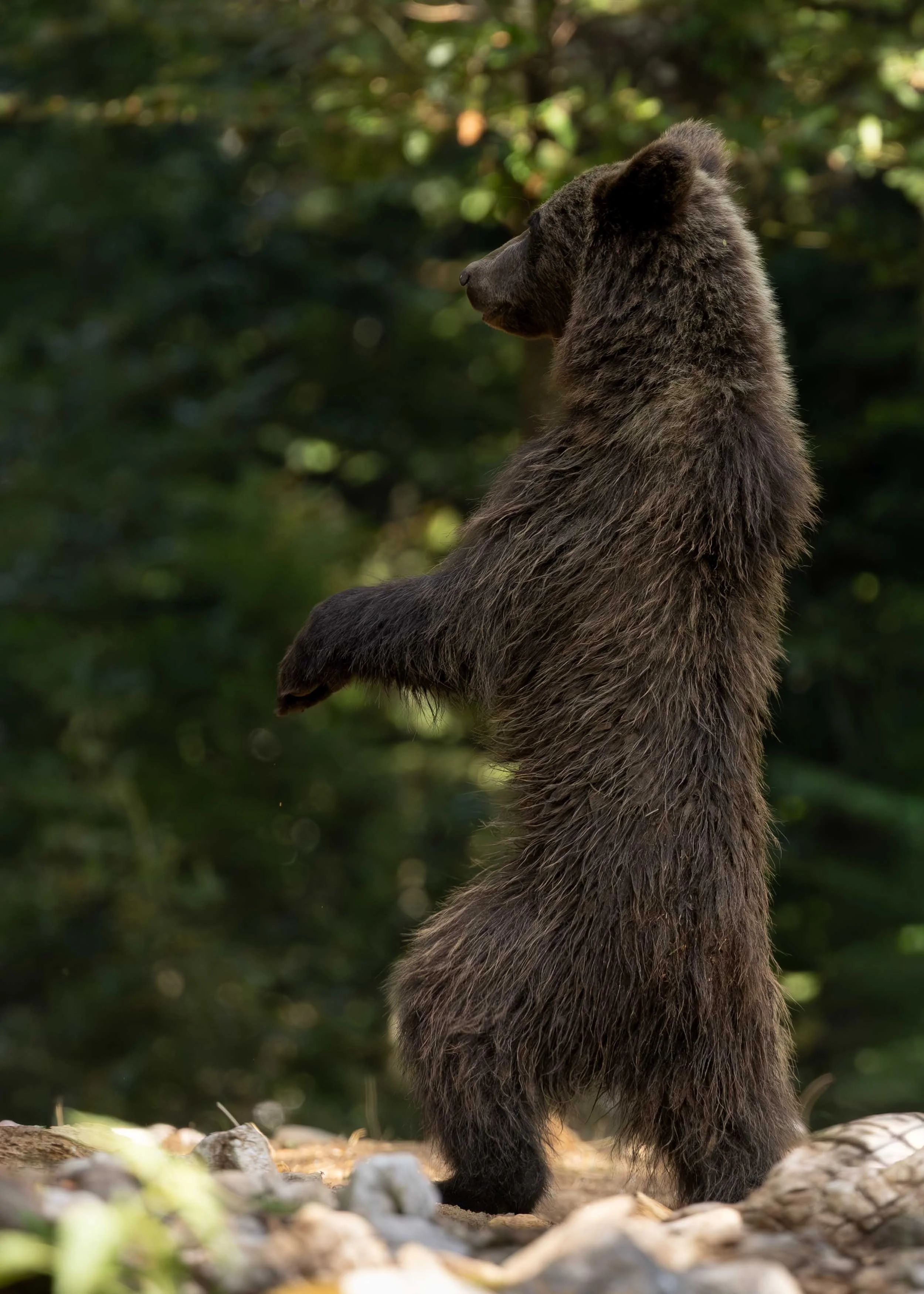 One year old European brown bear cub standing on its hind legs looking from right to left in Slovenian forest.