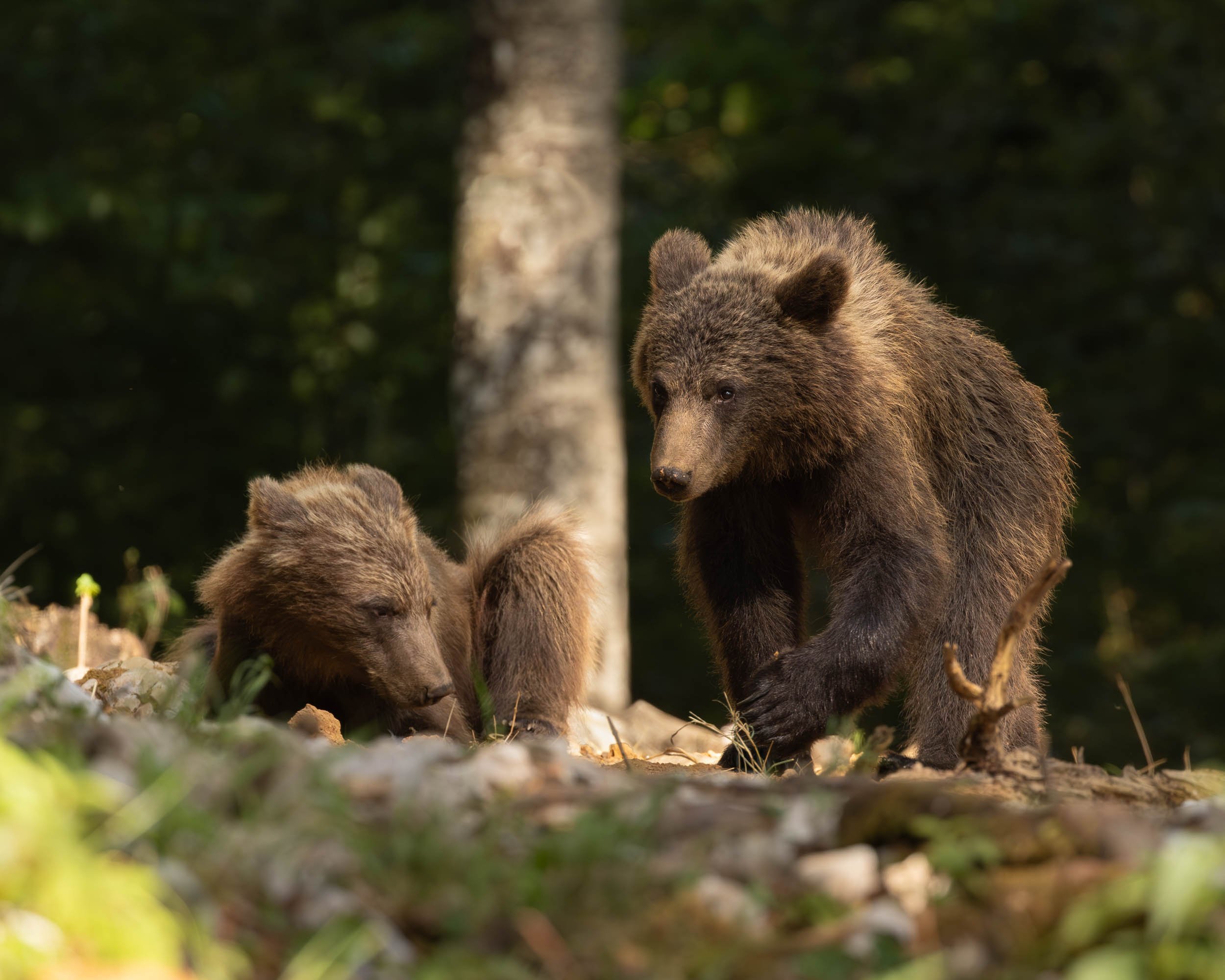 European brown bears in Slovenian forest. Cub lying on the floor with second bear walking towards it.