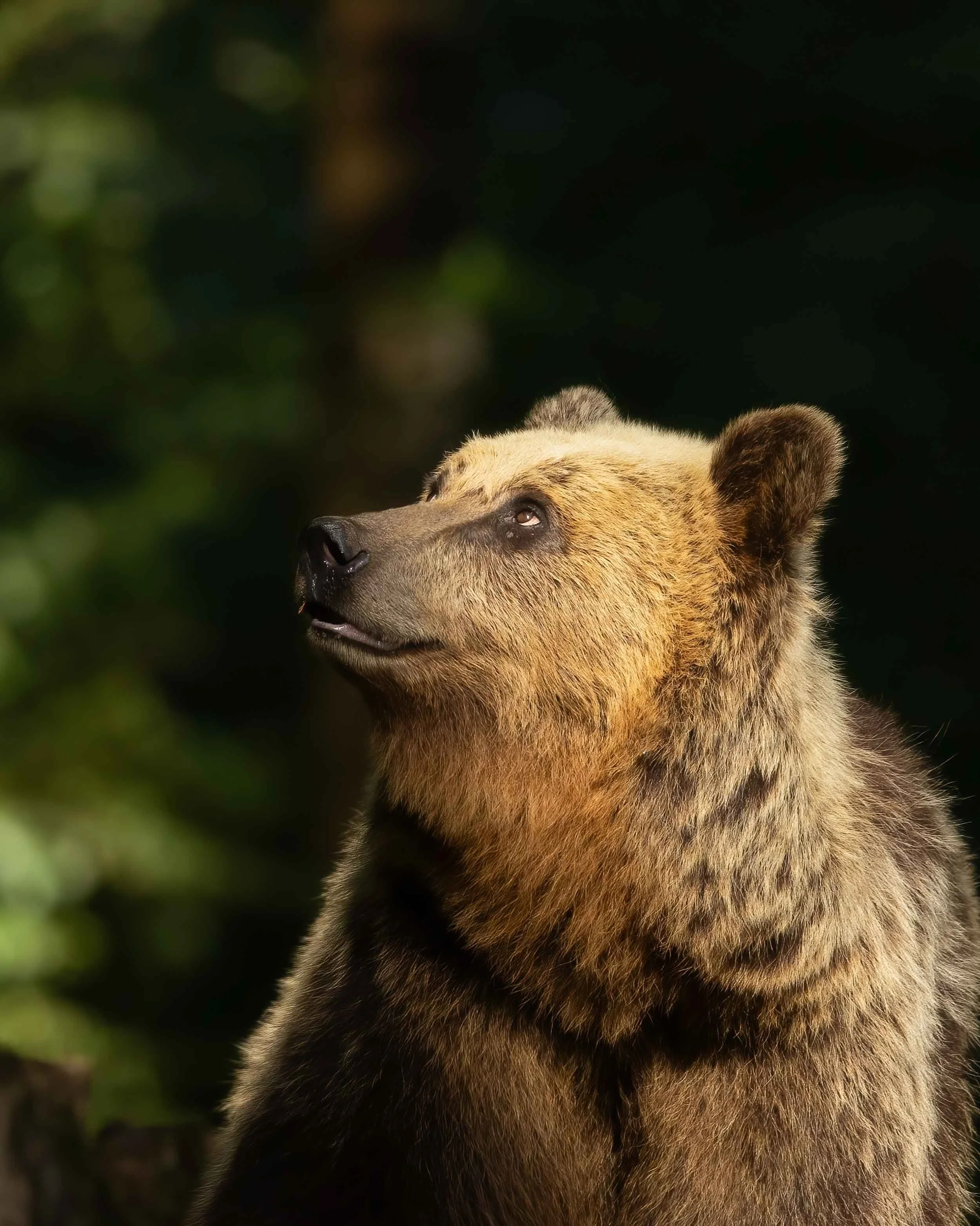 Portrait of European brown bear in Slovenian forest looking up with face illuminated by early evening sunlight.