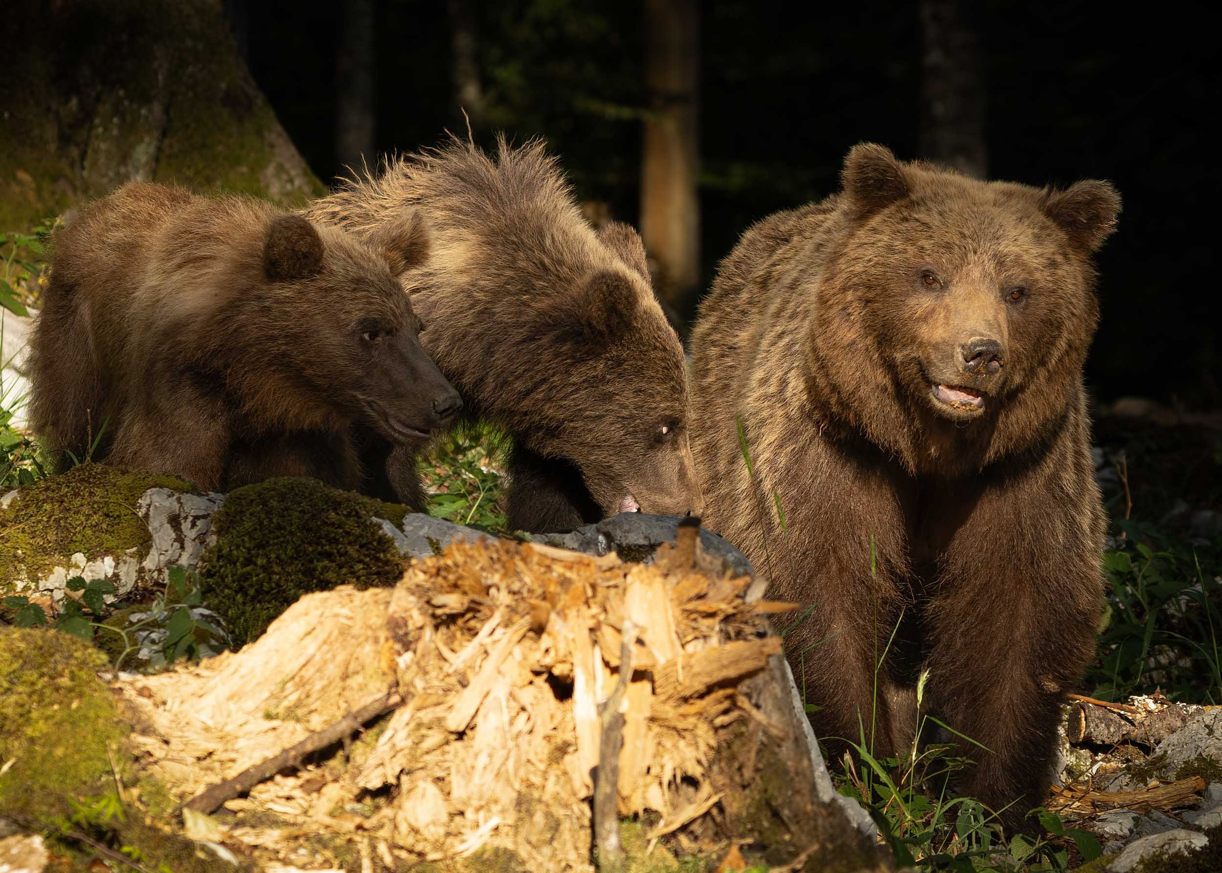 Three European brown bears in Slovenian forest. A mother with two cubs approximately 1 year old.