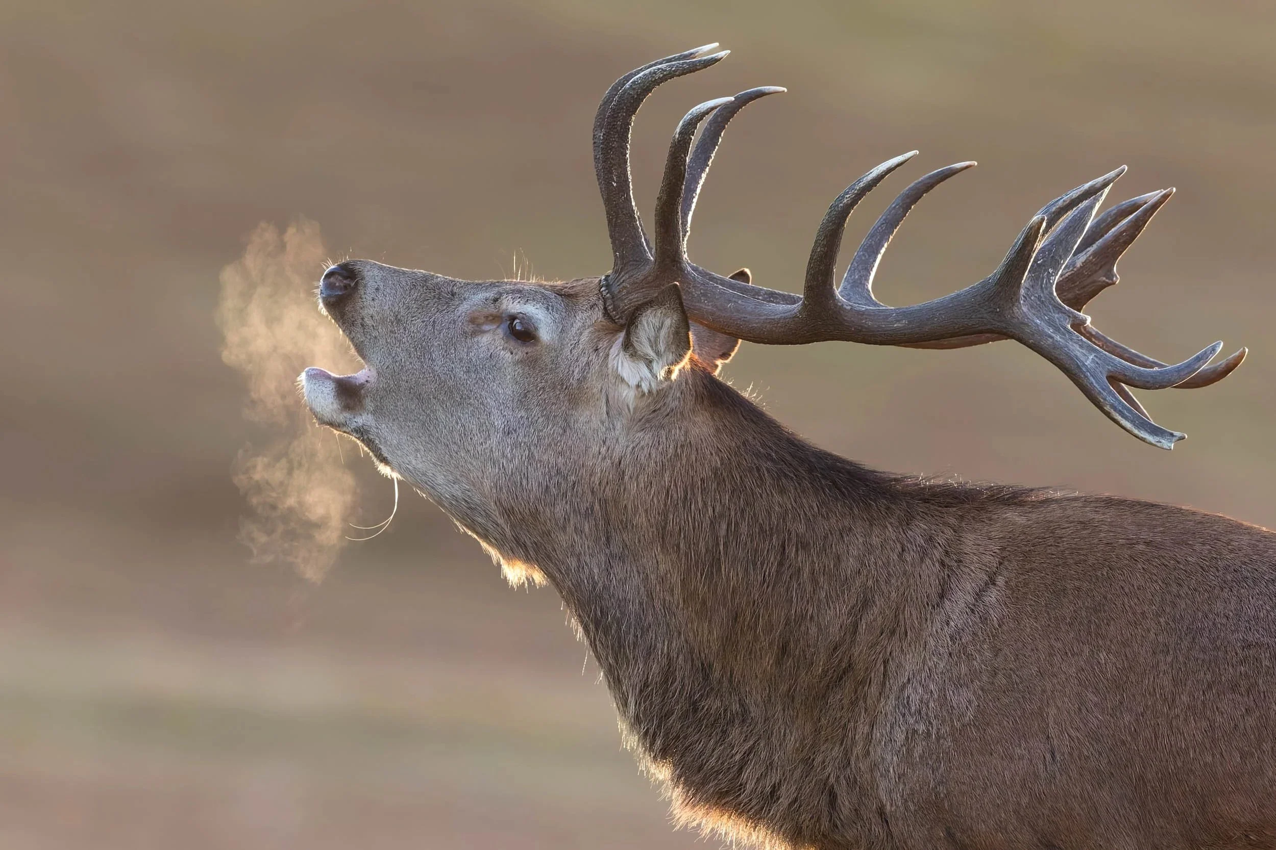 red-deer-print-dawn-bellow.jpg