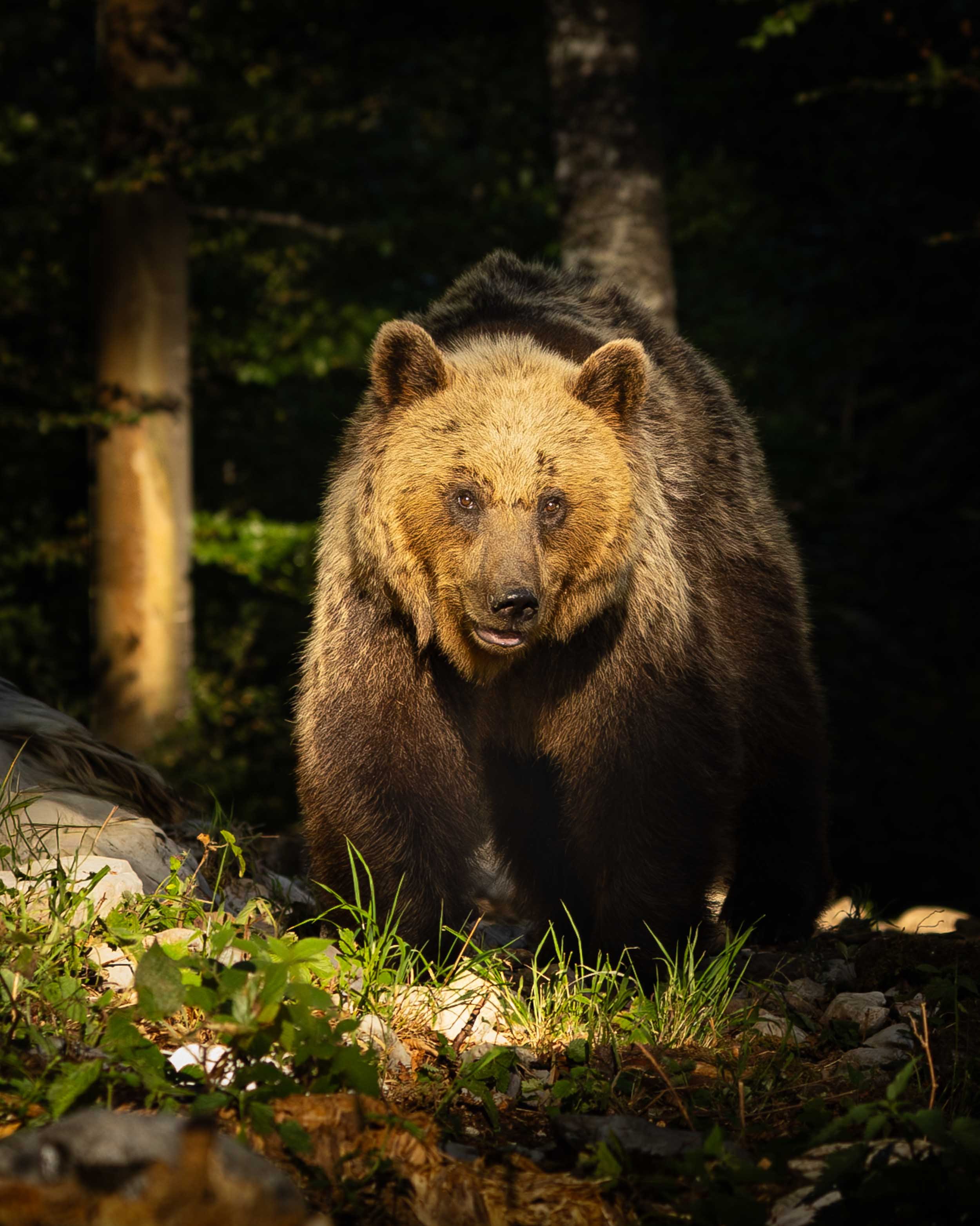 European brown bear walking in a Slovenia forest with head illuminated in early evening light