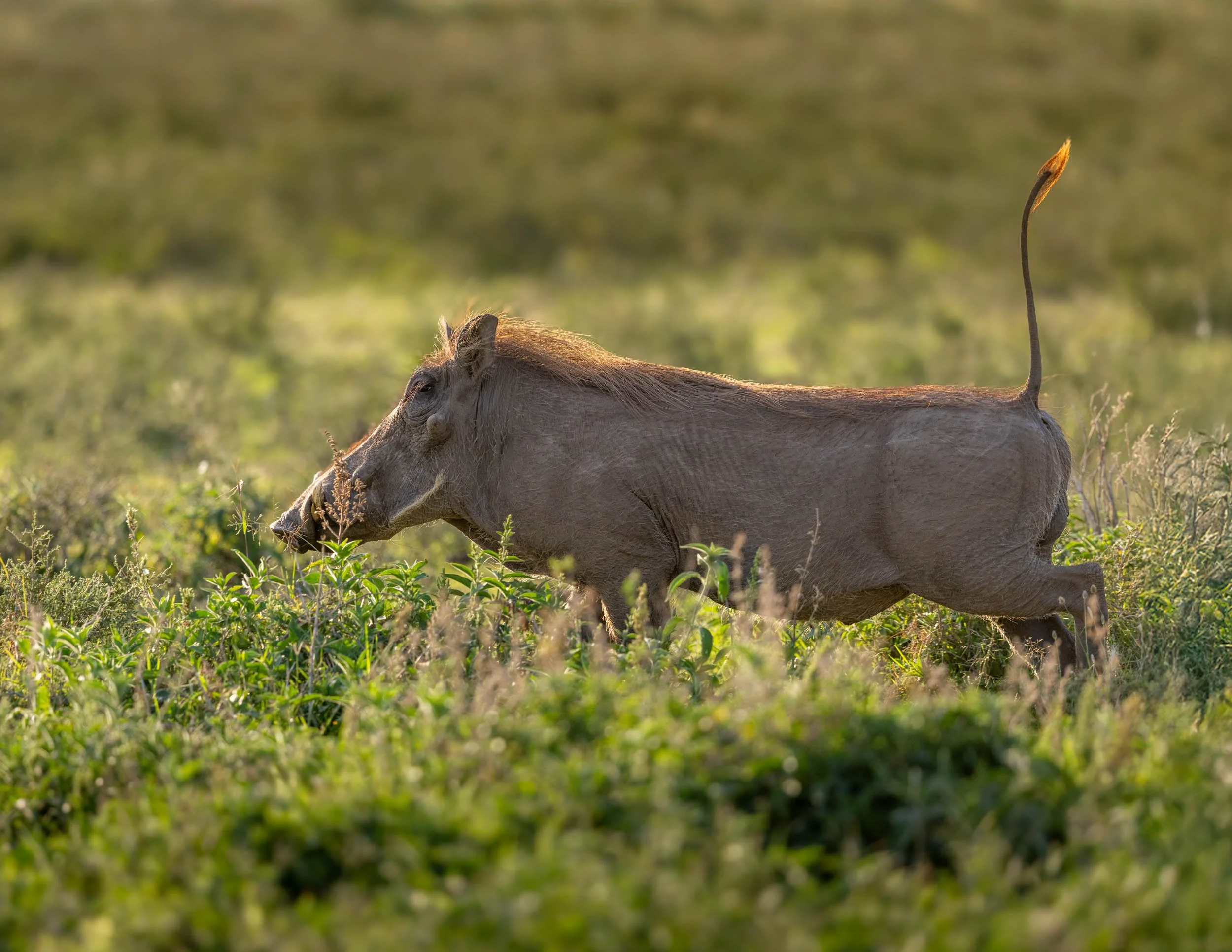 warthog-running-tail-in-air-pardamat-conservancy-kenya-B8A0332.jpg