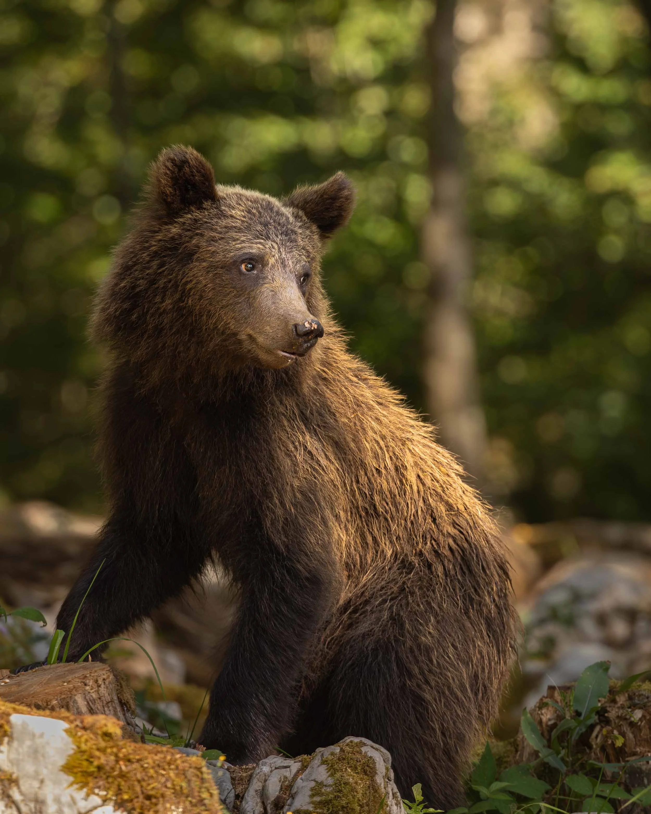 One year old European brown bear cub in Slovenian forest looking over its shoulder off camera. Lighting coming from right sand illuminating back and face of the bear.