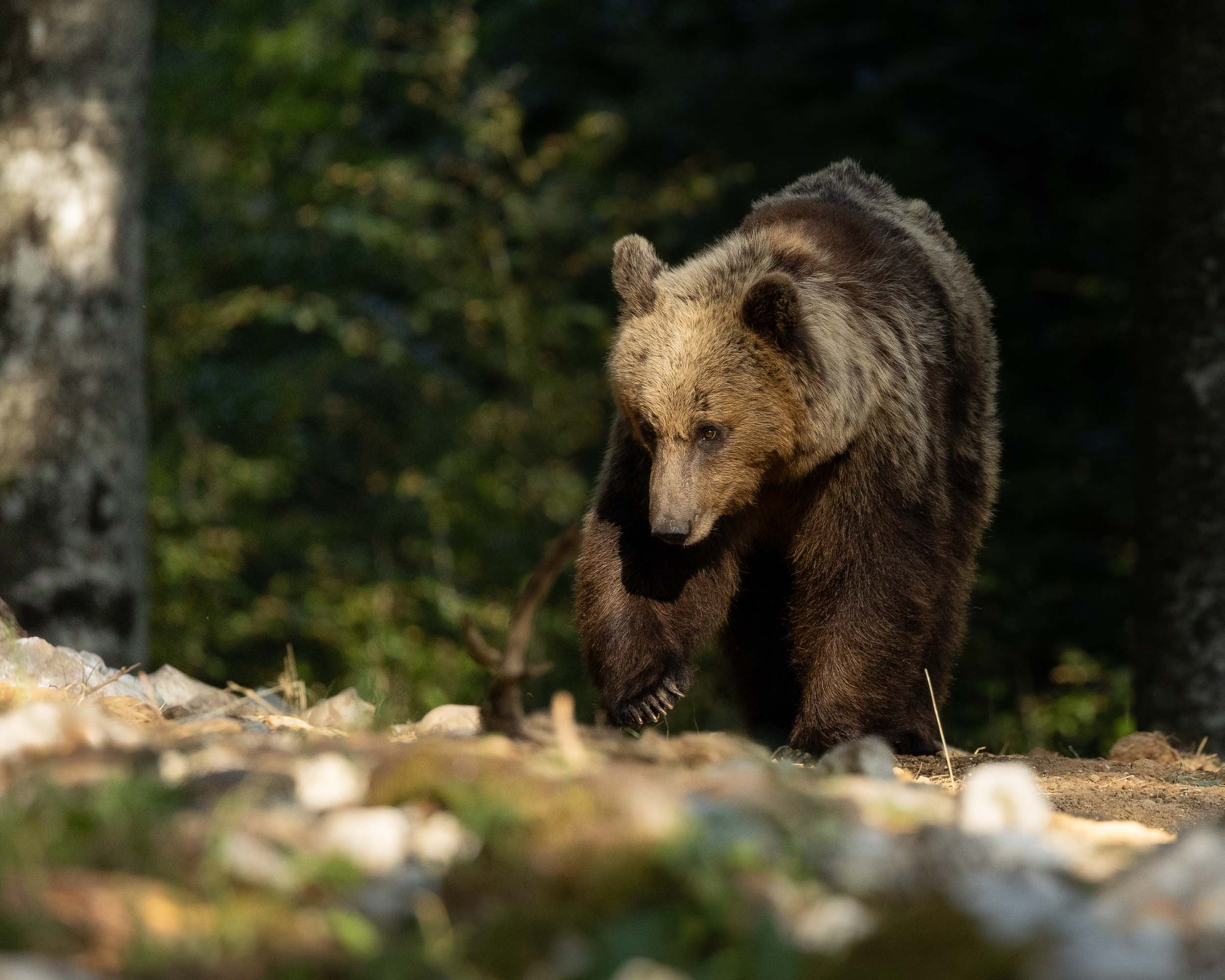 European brown bear walking through Slovenian forest towards camera. Right paw is lifted off the ground with claws visible.