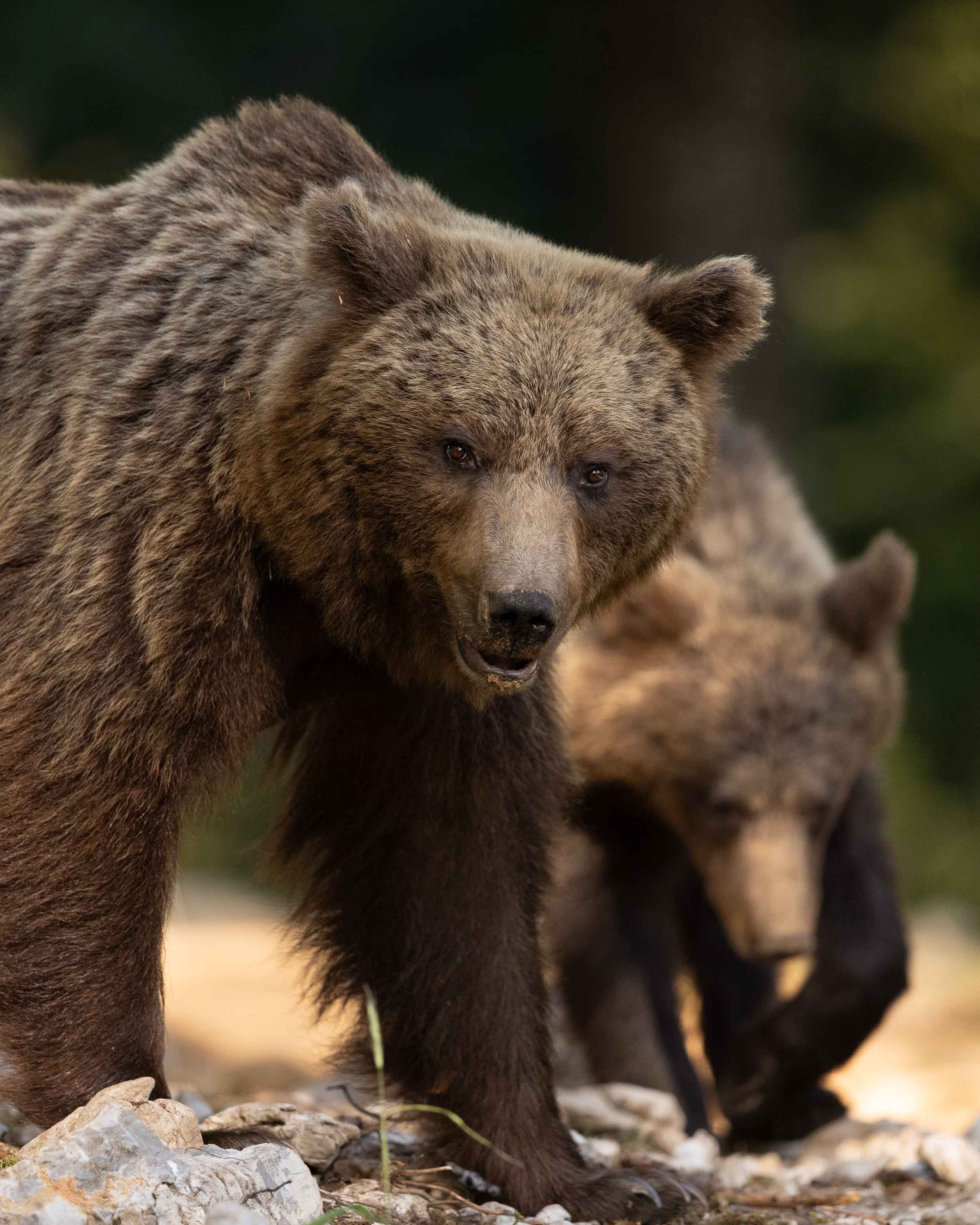 European brown bears in Slovenian forest. Close up of bear in foreground with second out of focus bear foraging behind.