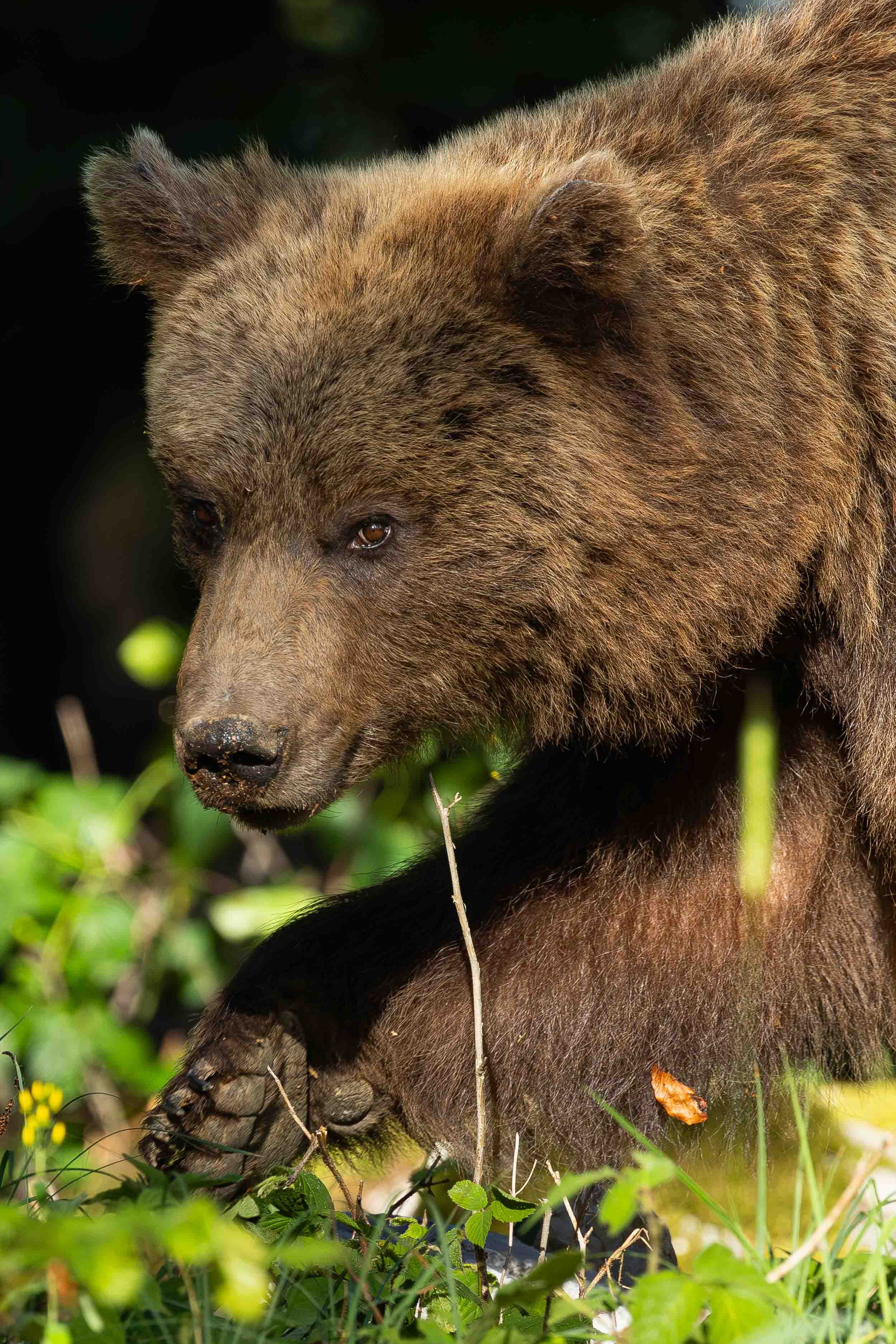 Close-up portrait of European brown bear walking through undergrowth with right paw and claws visible and head turned towards camera.