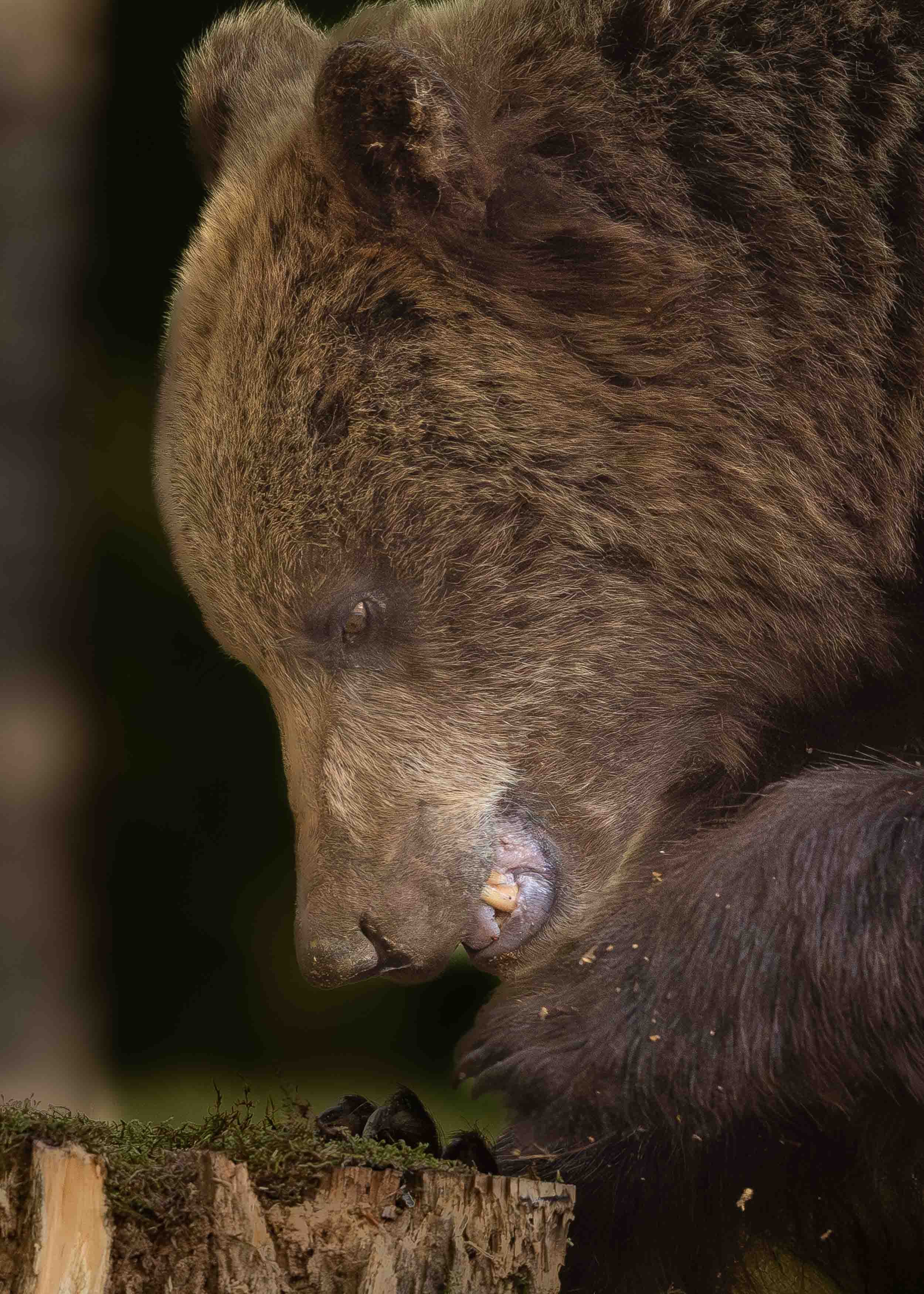 Side on close up portrait of European brown bear foraging for food in a tree stump. Teeth are visible.