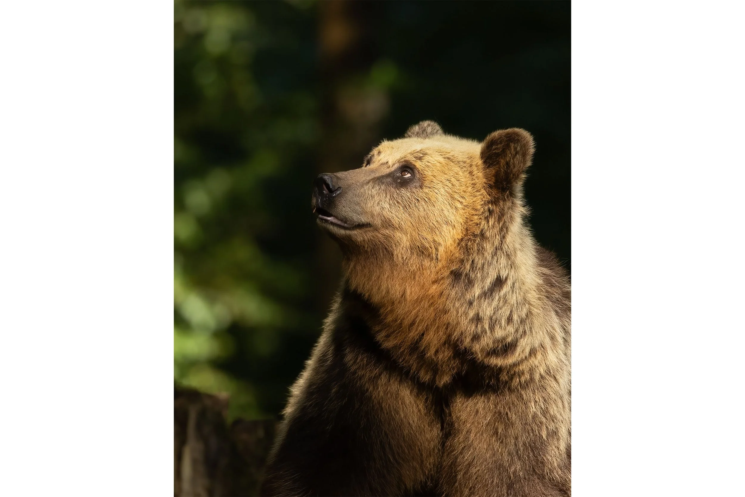 The Forest Gaze