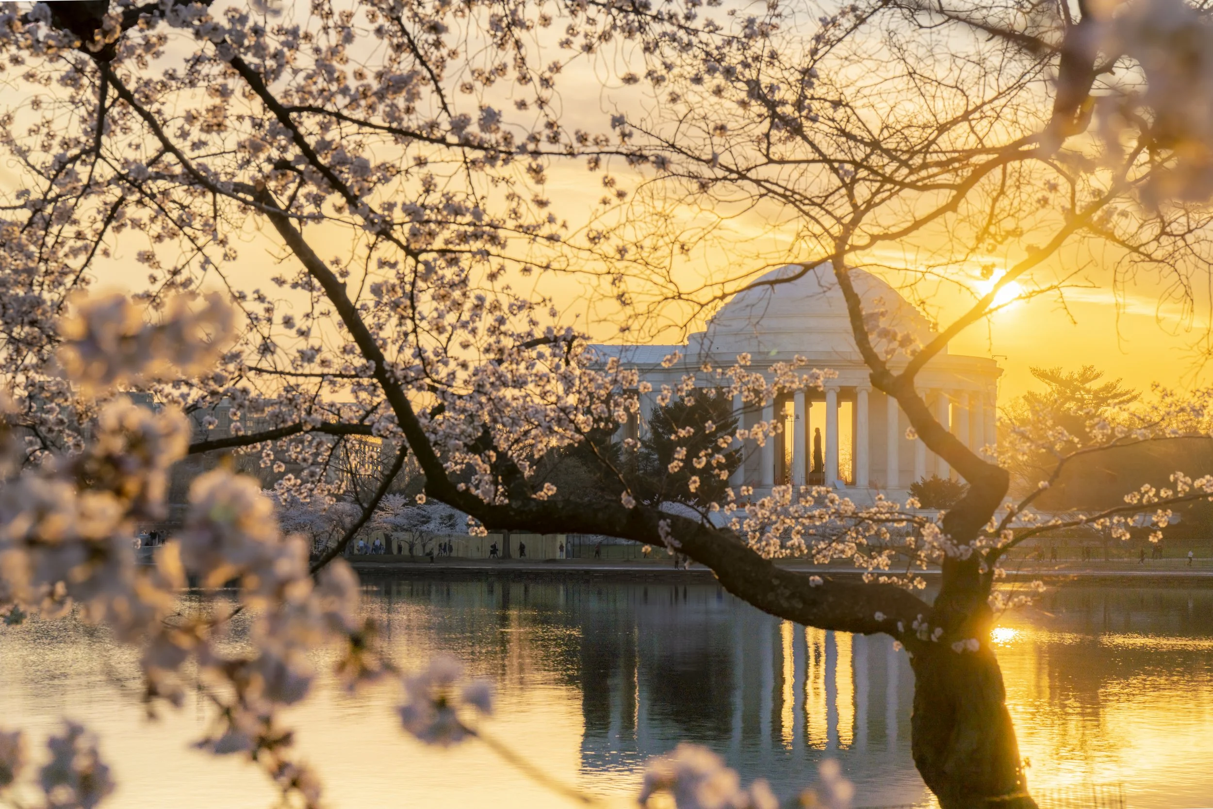 Landscape Cherry BLossom Tidal Basin Jefferson Memorial6.jpg