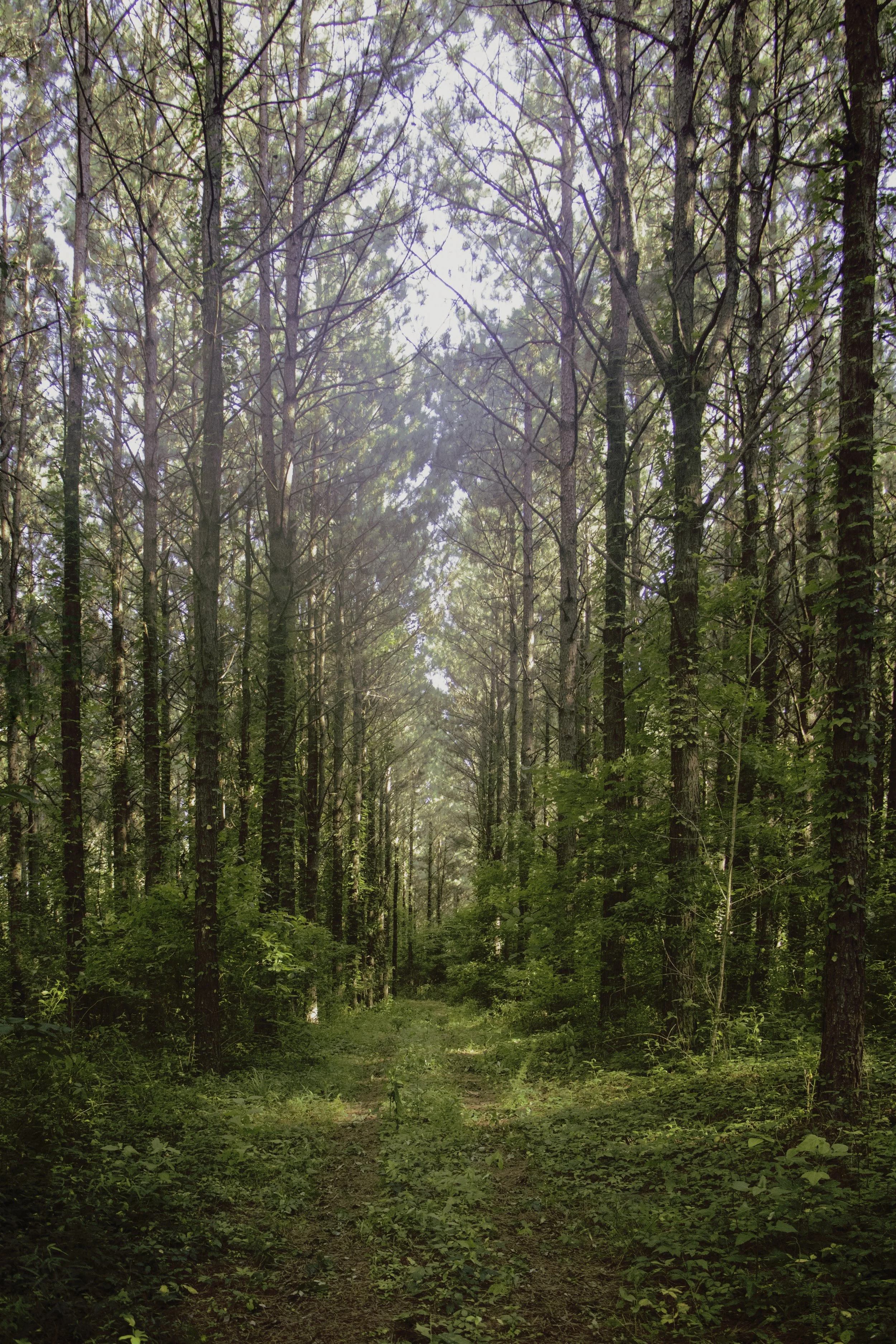 Landscape Mamaws.jpg