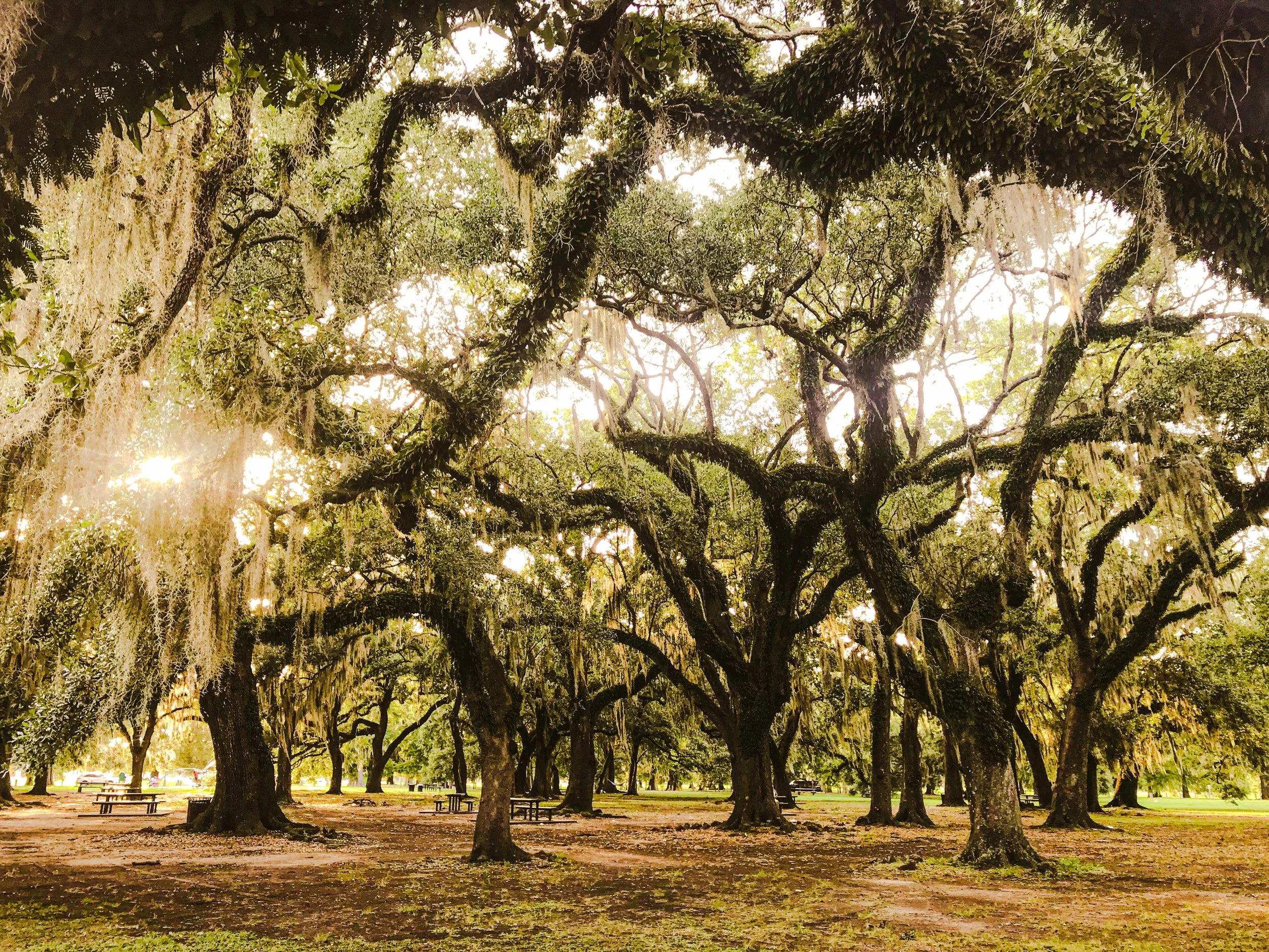 Landscape New Orleans Park.jpeg