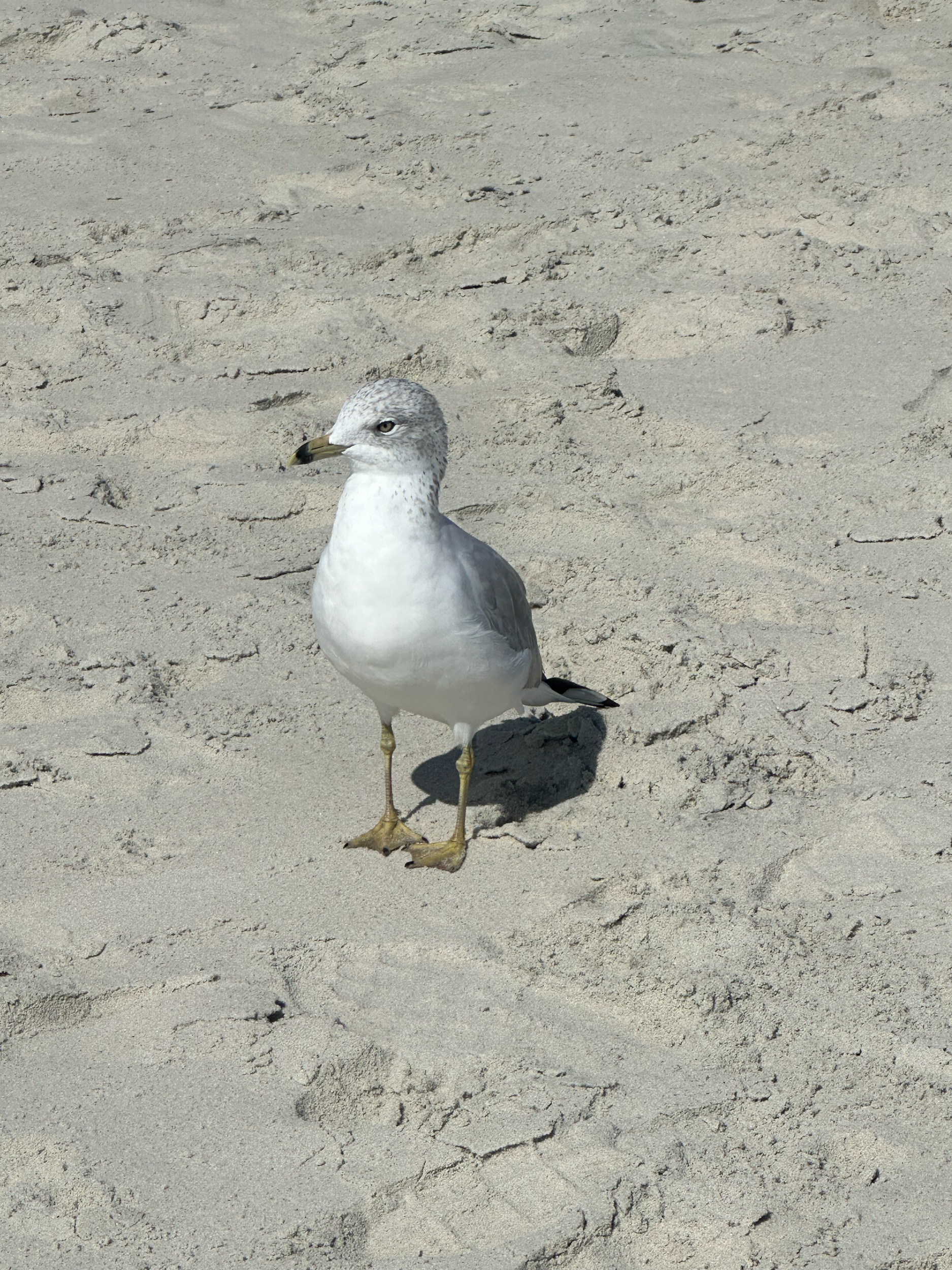 Seagull at Litchfield Beach