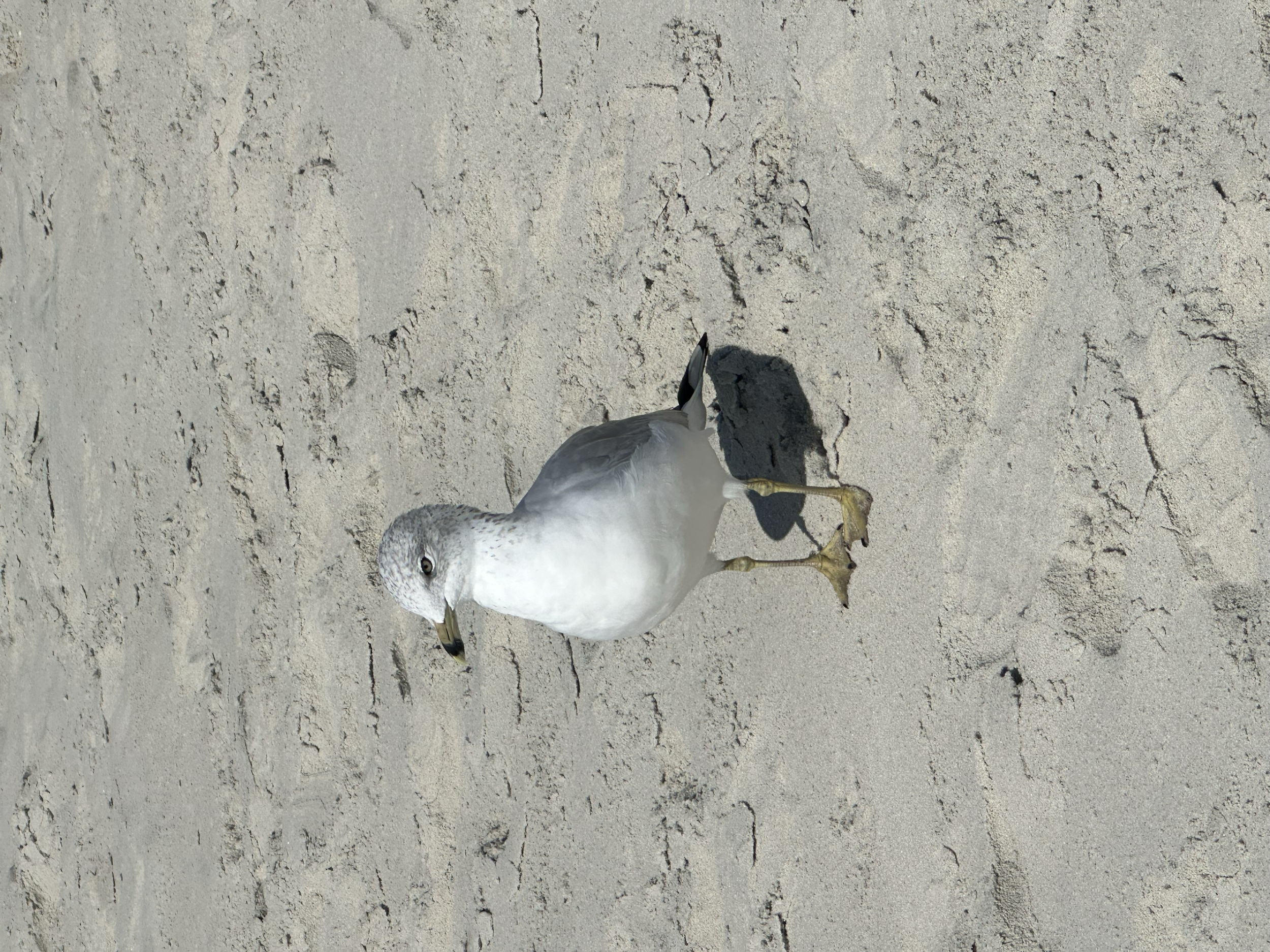 Seagull at Litchfield Beach