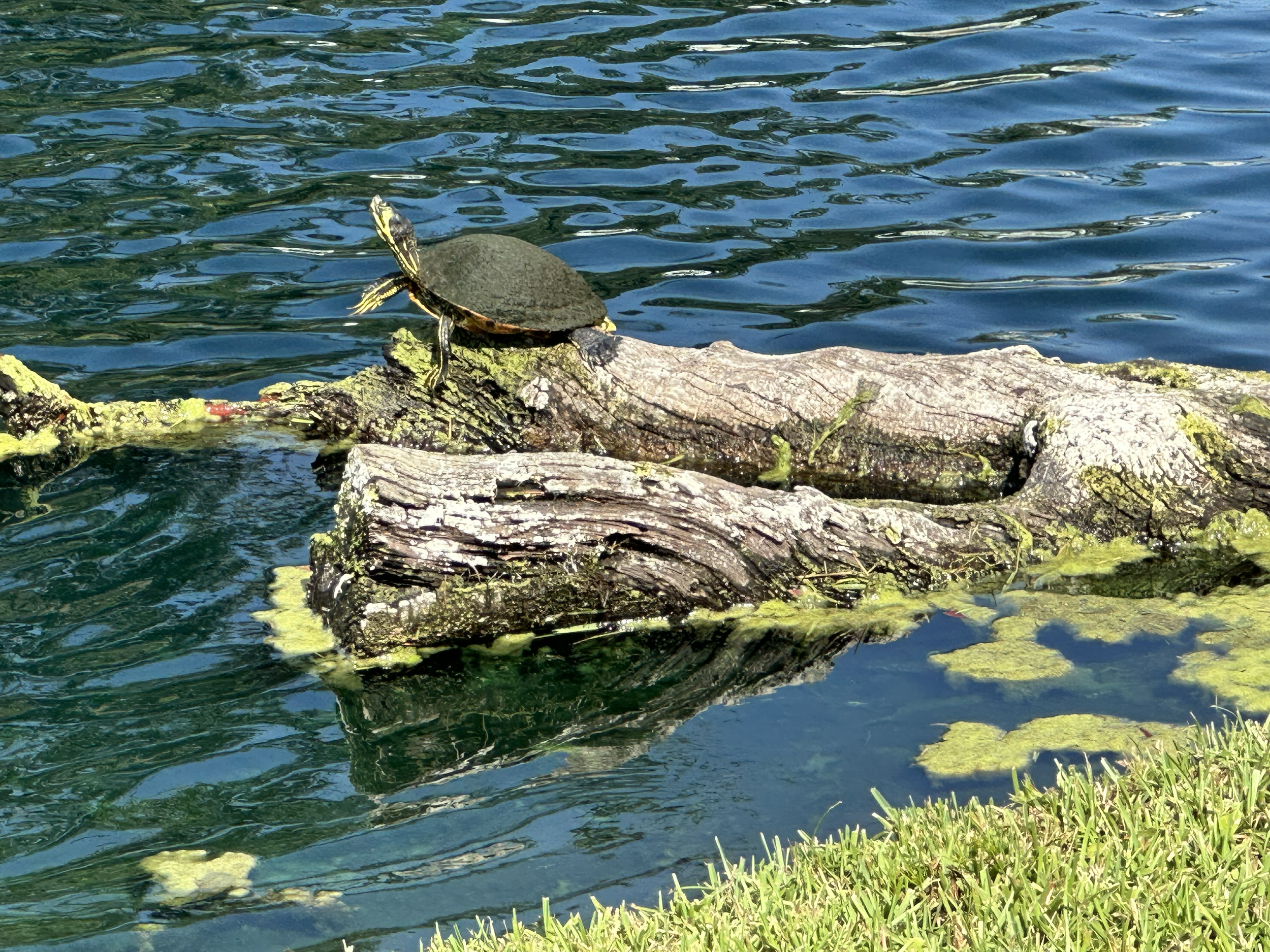 Turtle at Litchfield By The Sea