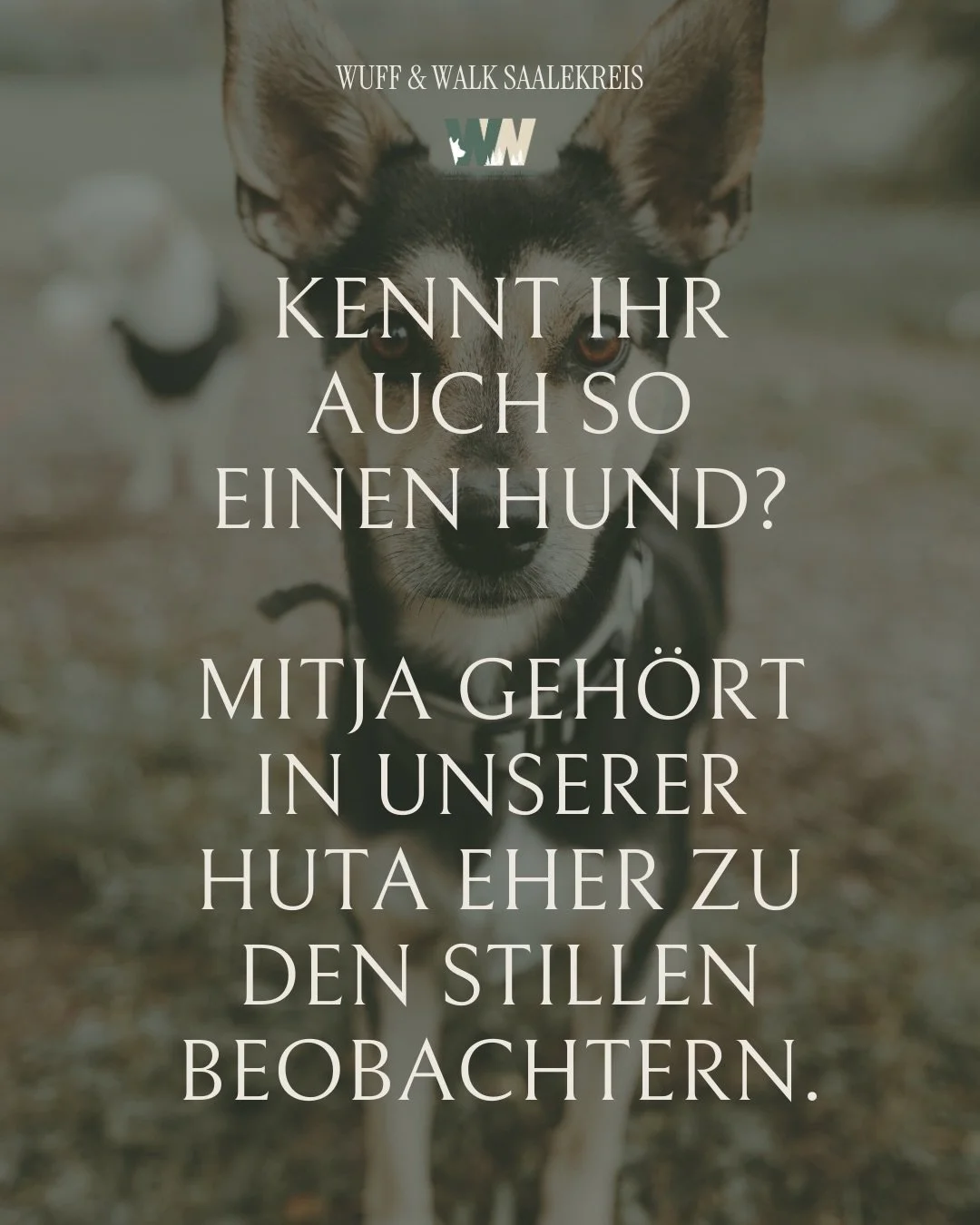 Heute stellen wir euch Mitja vor. 🐾
Spitzname: Miti. 
Nach eurer Umfrage zu den Hundesteckbriefen folgt damit der n&auml;chste Einblick in unsere Huta-Gruppe.

Uns ist wichtig, euch nach und nach die Hunde zu zeigen, die unseren Alltag hier begleite