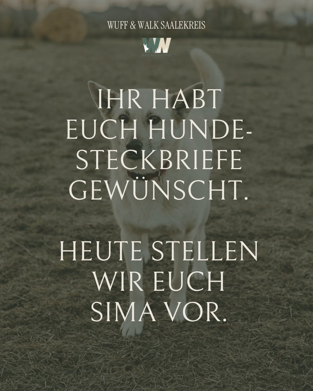 🐶 Ihr habt es euch gew&uuml;nscht und wir freuen uns sehr, euch nach und nach die Hunde vorzustellen, die unseren Alltag in der Huta begleiten.🐾

Den Anfang macht unsere H&uuml;ndin Sima. 
Auf den Slides seht ihr nicht nur, wie sie heute ist, sonde