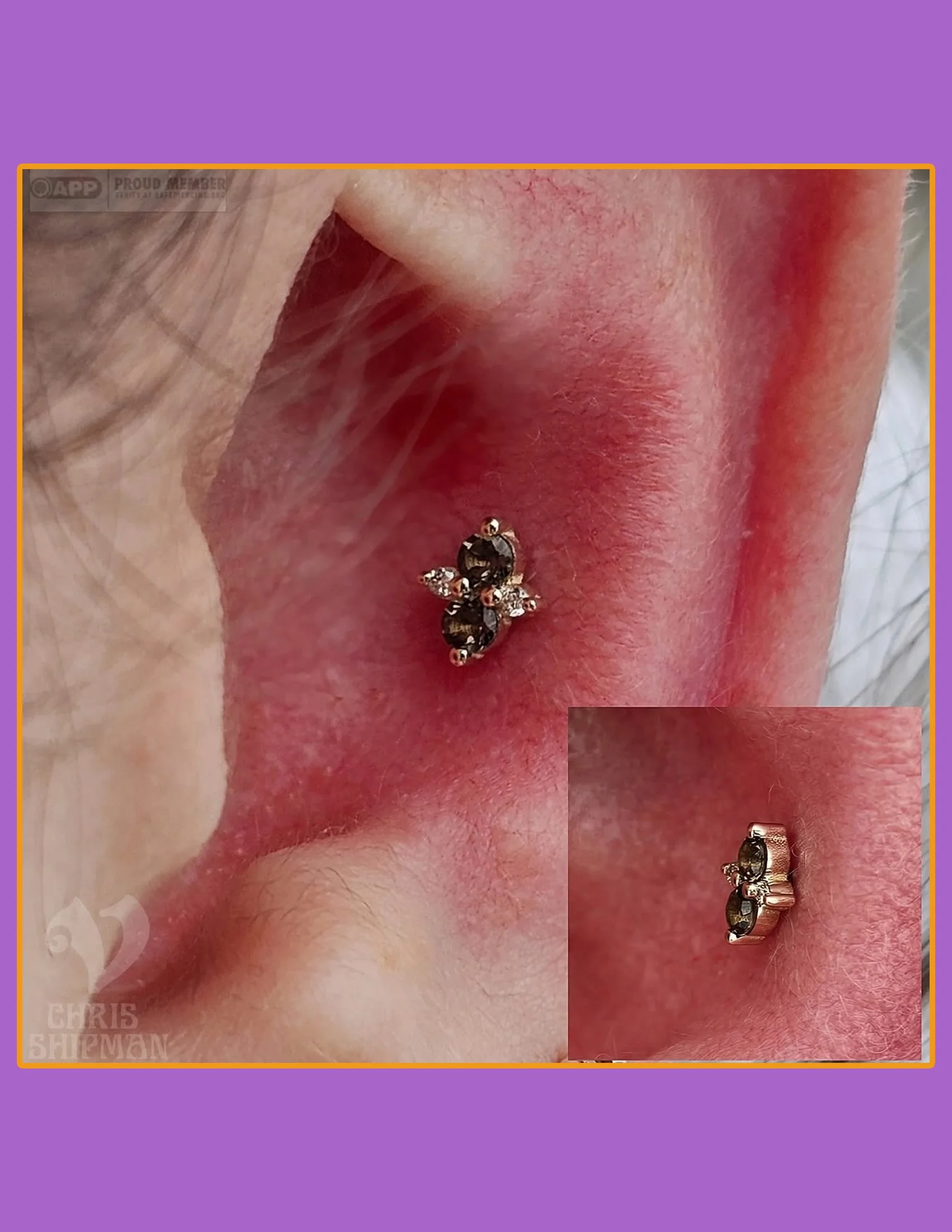 "Fresh conch piercing by Chris Shipman at Visions Tattoo Gallery featuring a BVLA Quad Cluster in gold with genuine smoky quartz and champagne diamonds in Medway, Massachusetts."