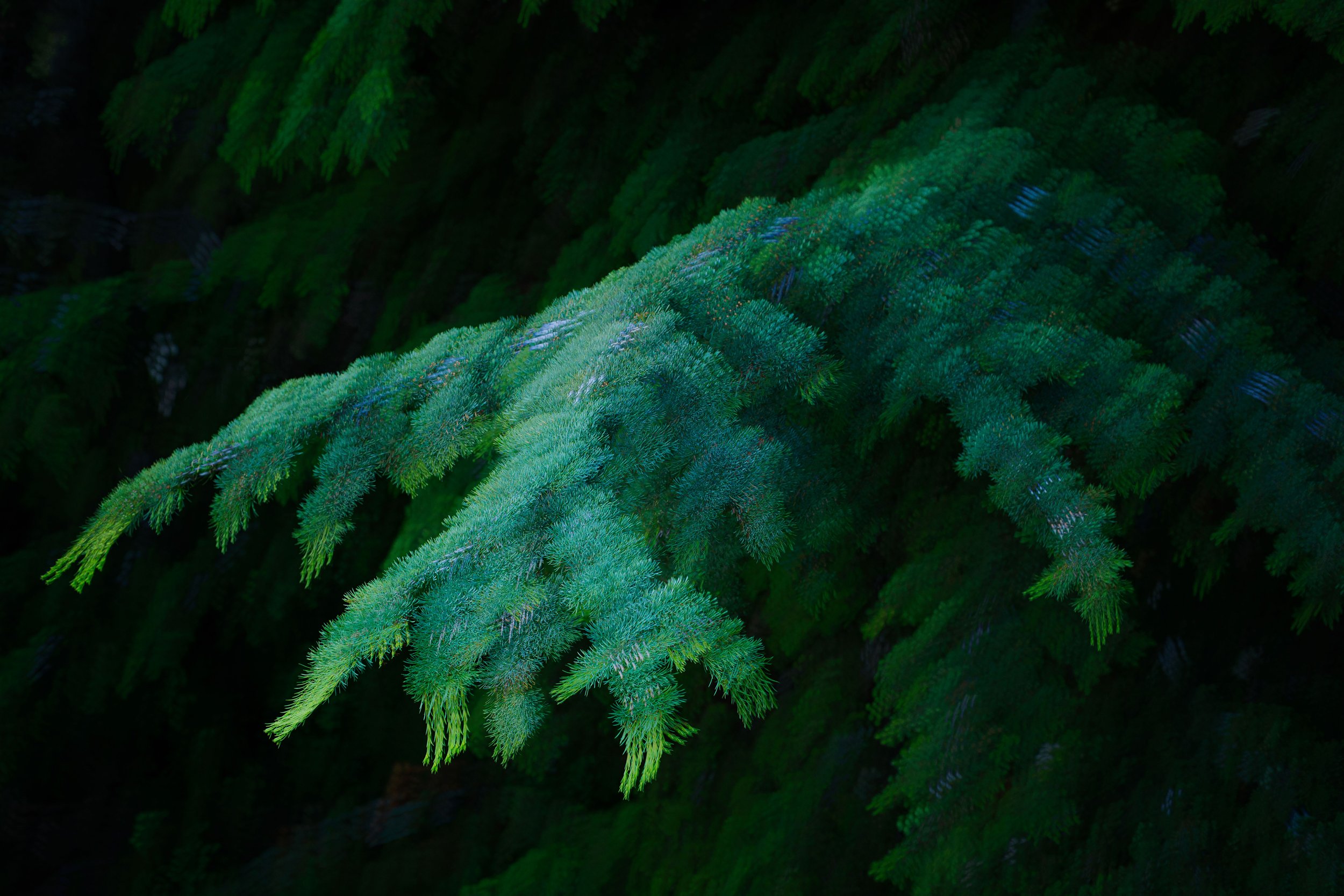 Untitled - Niha - Lebanon 2023