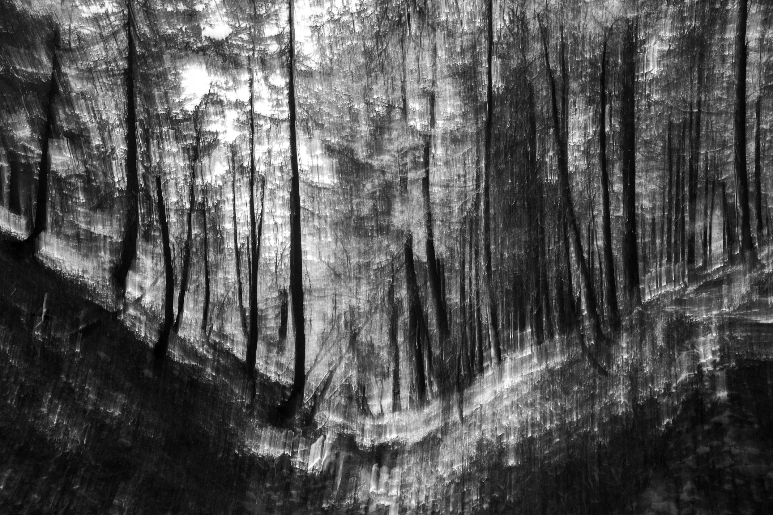 A Cedar Interlude - Al Chouf Cedar Reserve - Lebanon - 2014