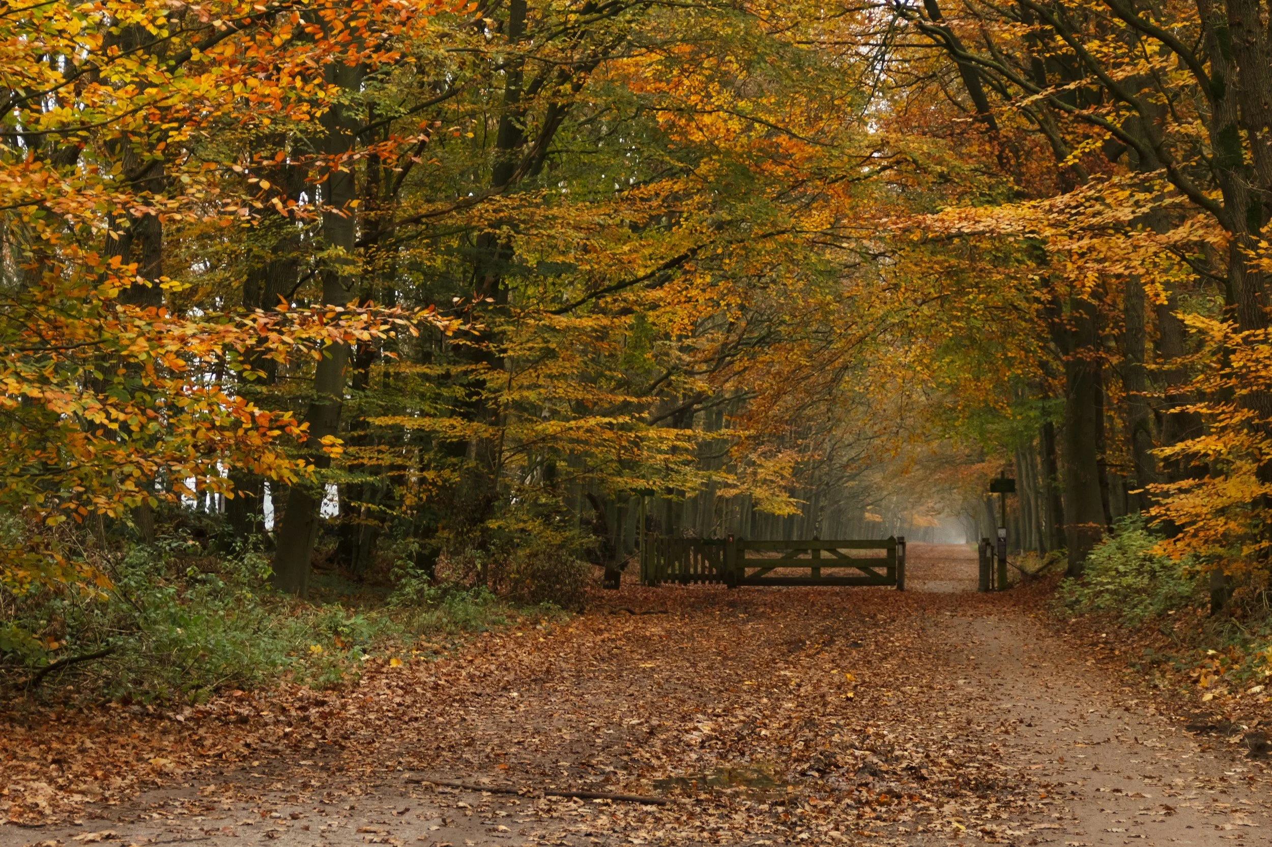 Wildkinn Walk - London - Hyde Park