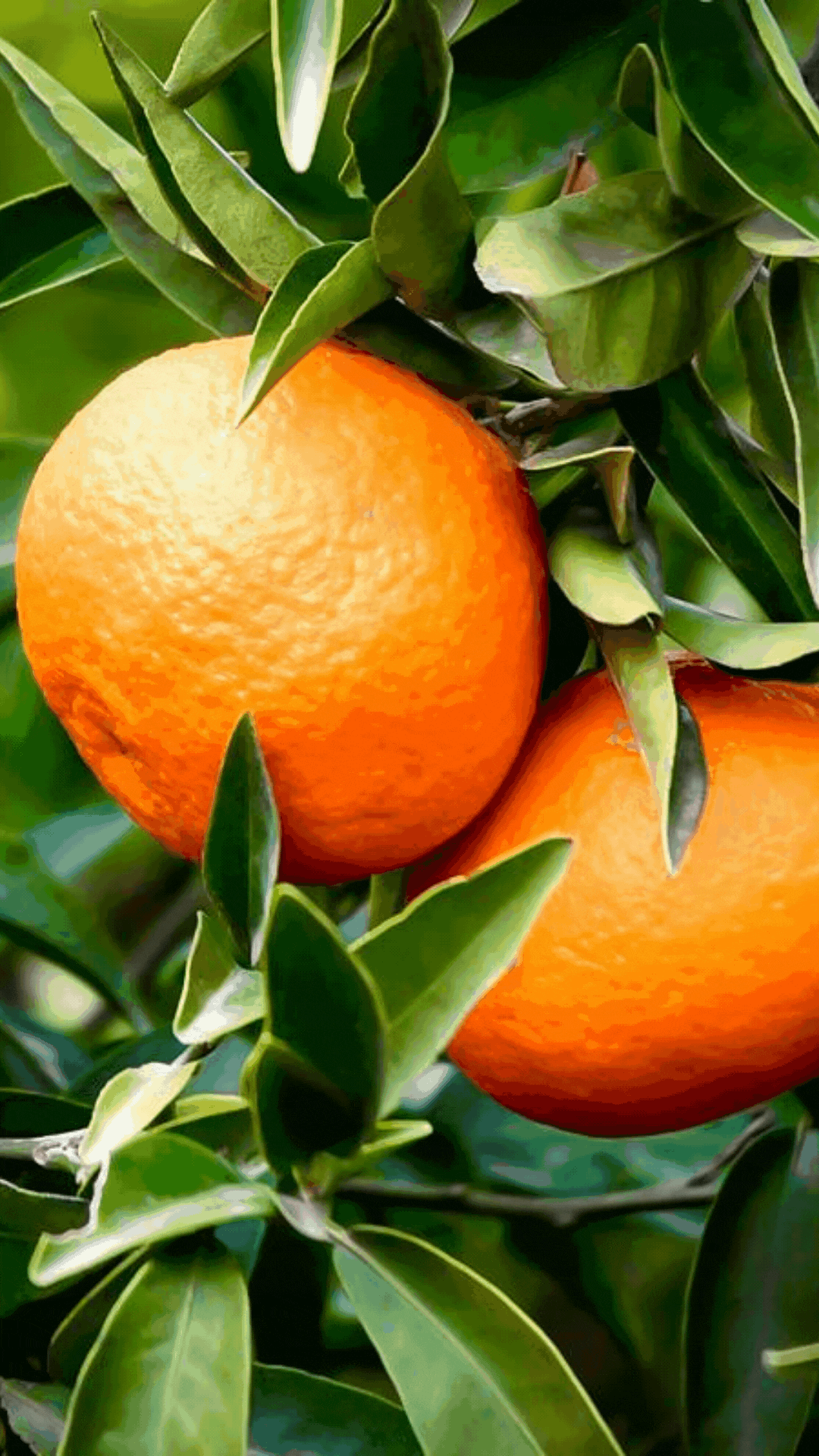Two ripe oranges hanging on an orange tree surrounded by green leaves.