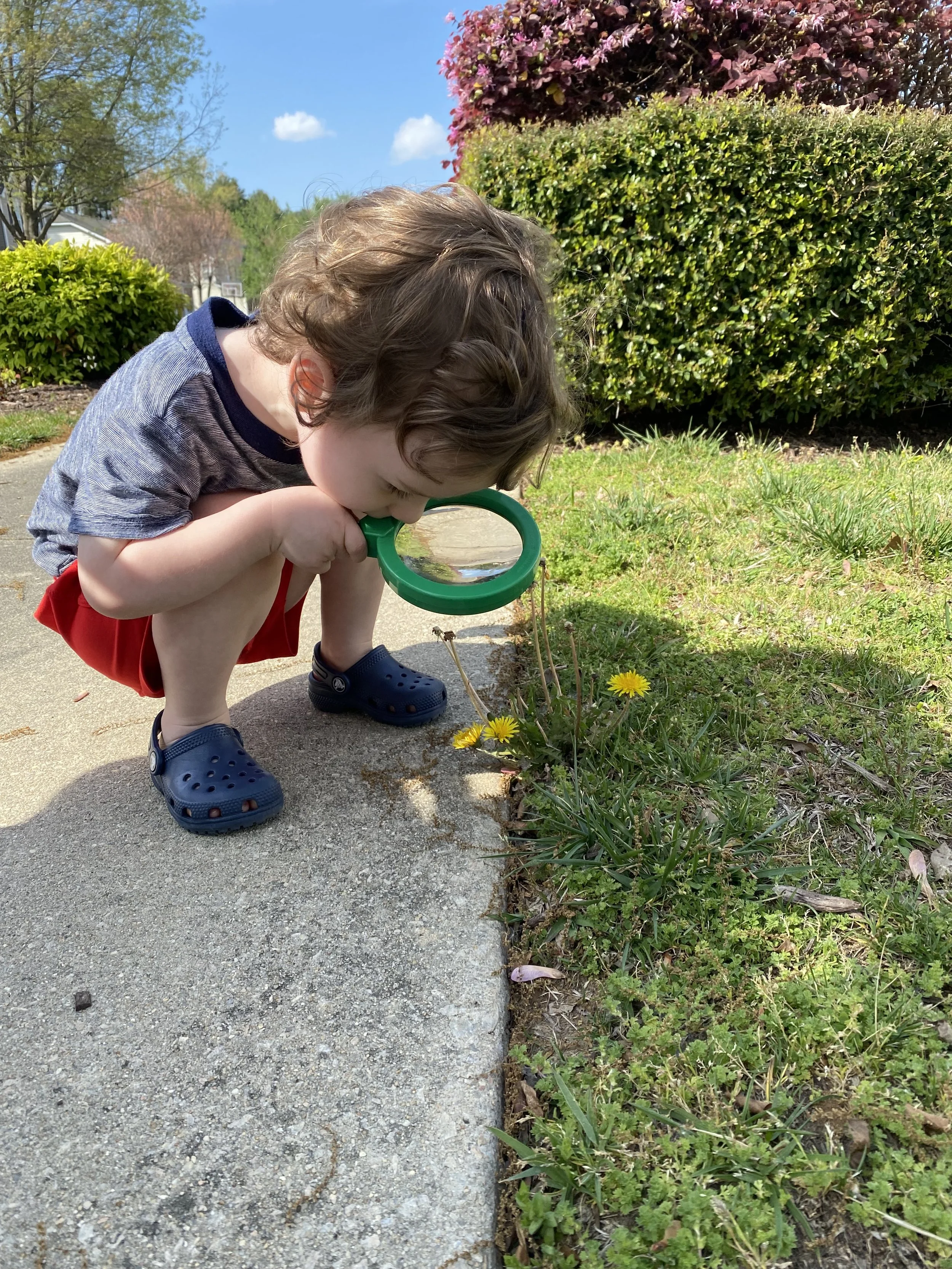 a little boy looking through a magnifying glass as a yellow flower while outside on a nature walk