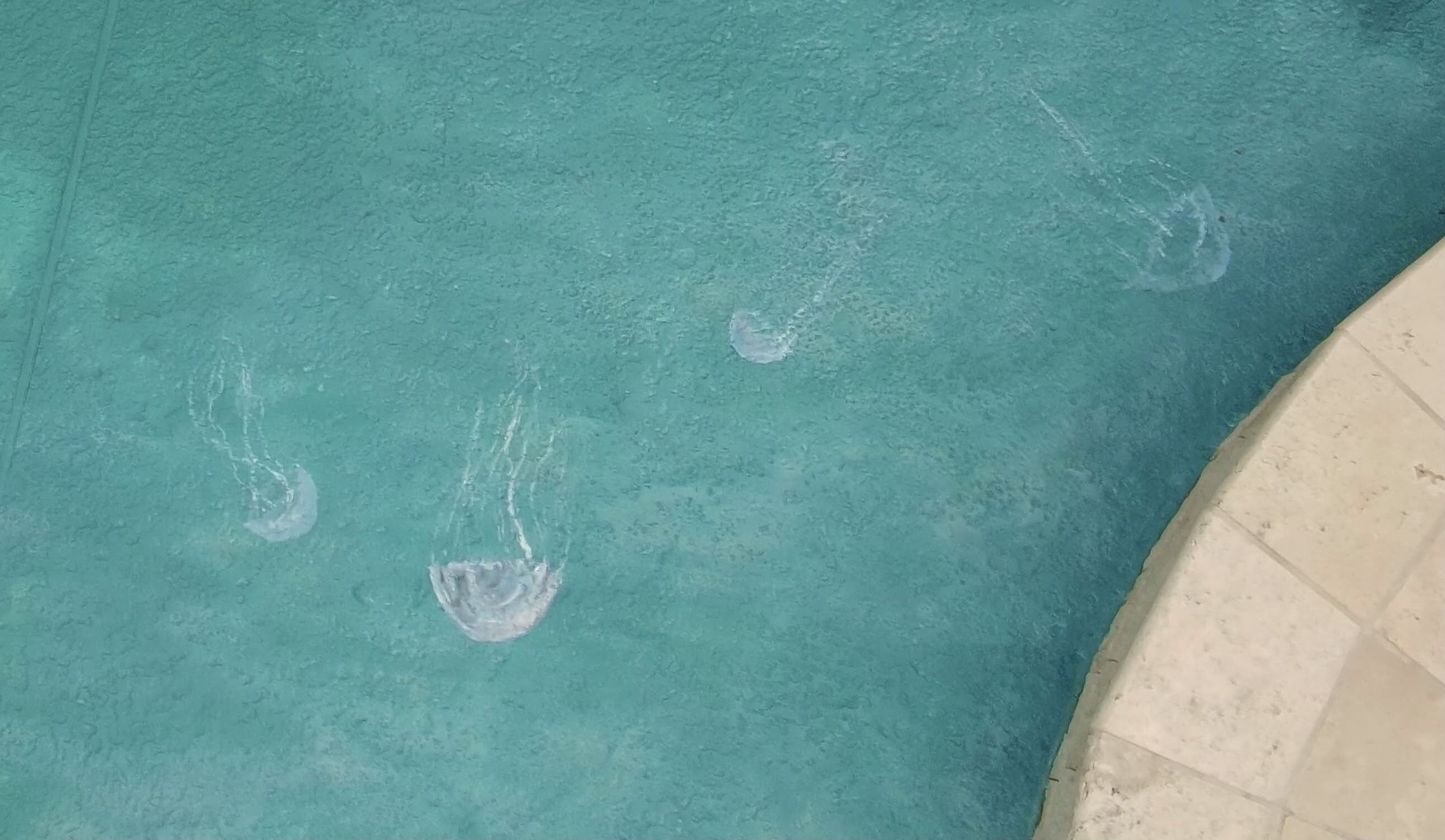 Swimming Pool Deck Mural Upclose Jellyfish by Spa