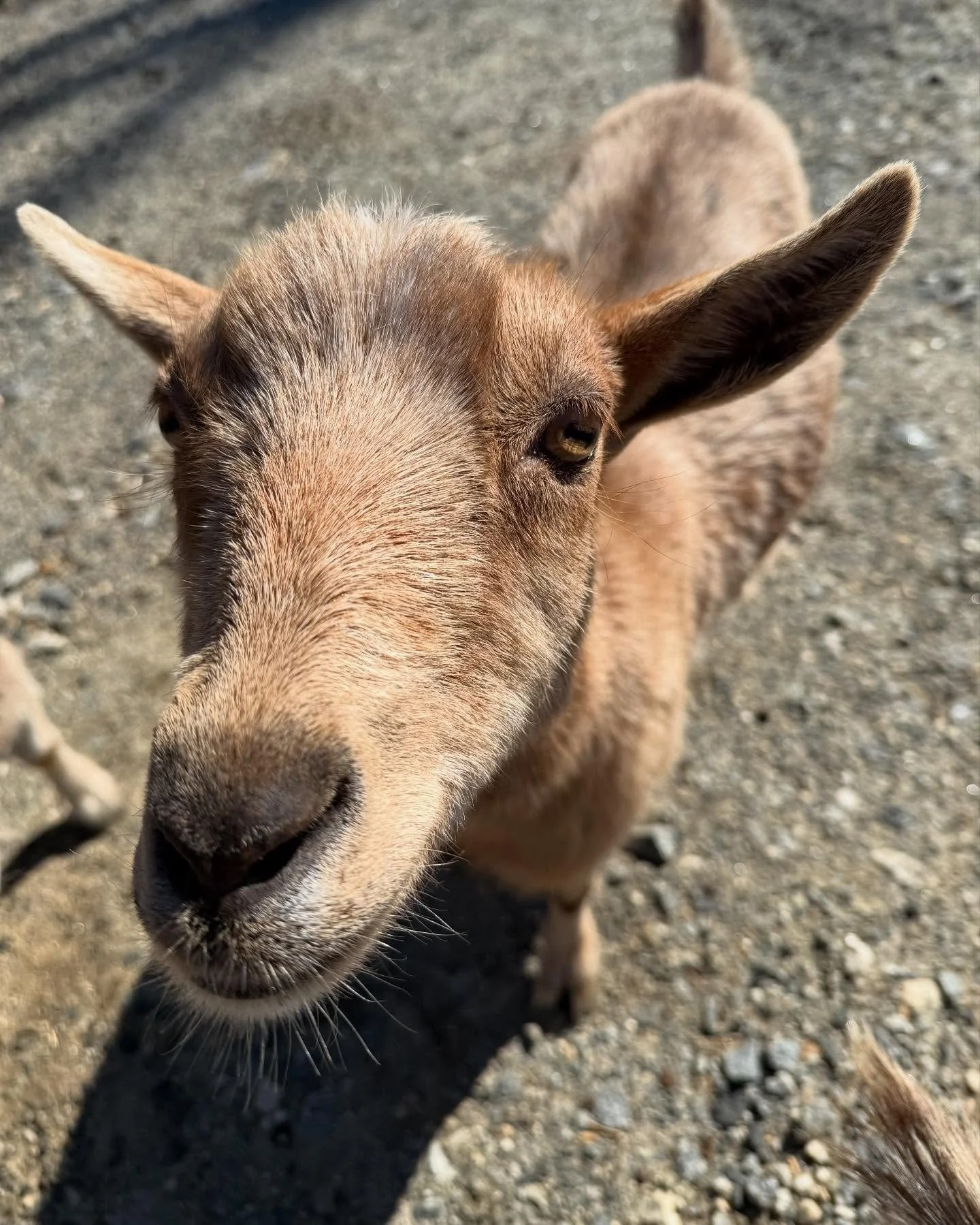 We&rsquo;ve GOAT the BEST mushrooms 🐐