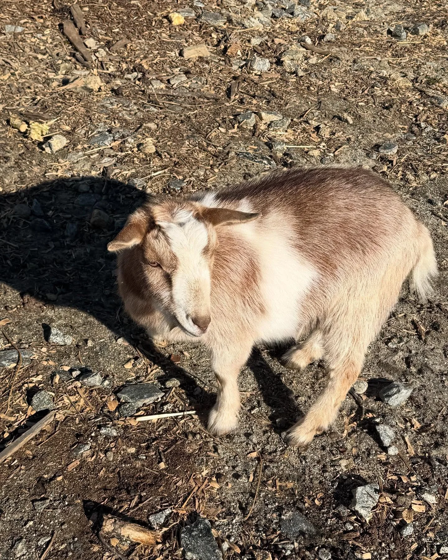 Double tap if you want to meet our goats! &hearts;️