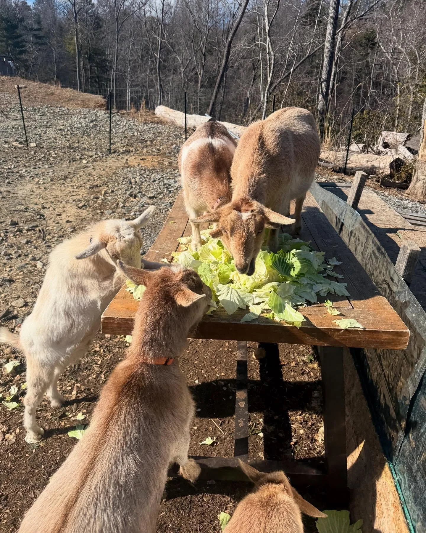 Lettuce eat! 🥬