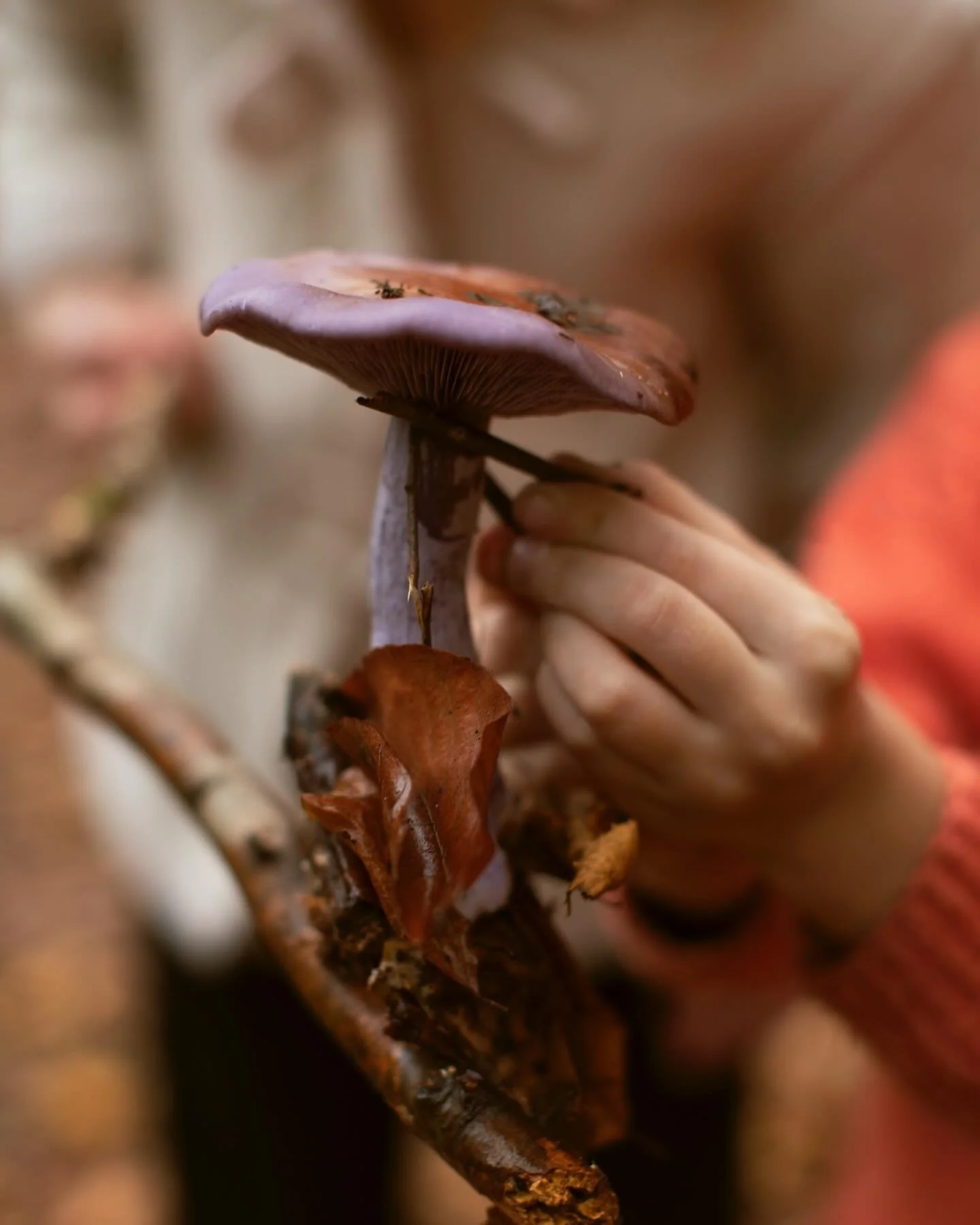 #FridayFacts: Mushrooms can make it rain! Some fungi release spores that help clouds form, encouraging rainfall.