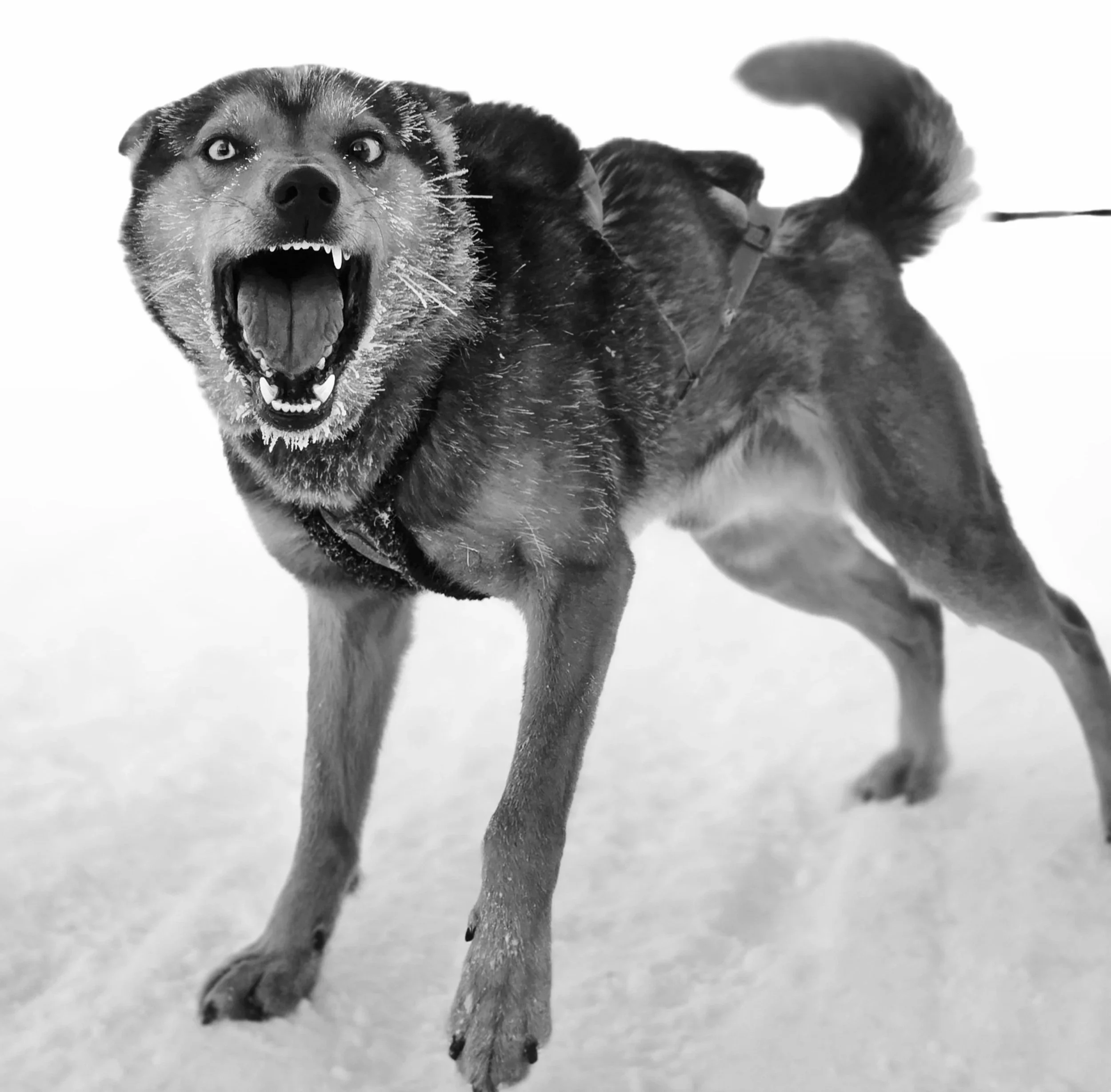 The Barefoot Bet: Why My Dogs Are Built Better Than Me