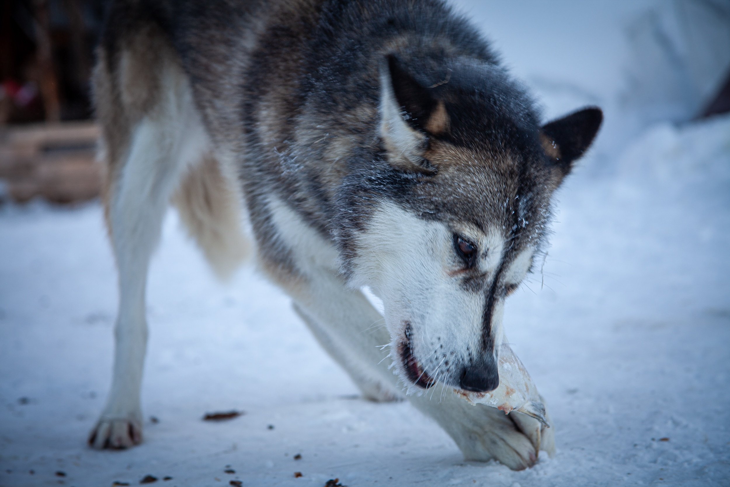 processed__MG_0175.jpg (Copy)