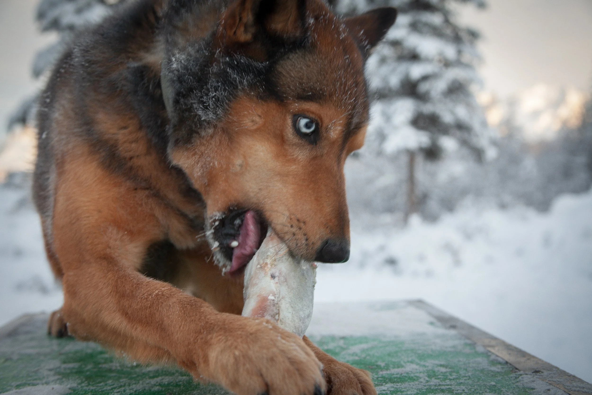 processed__MG_0132.jpg (Copy)