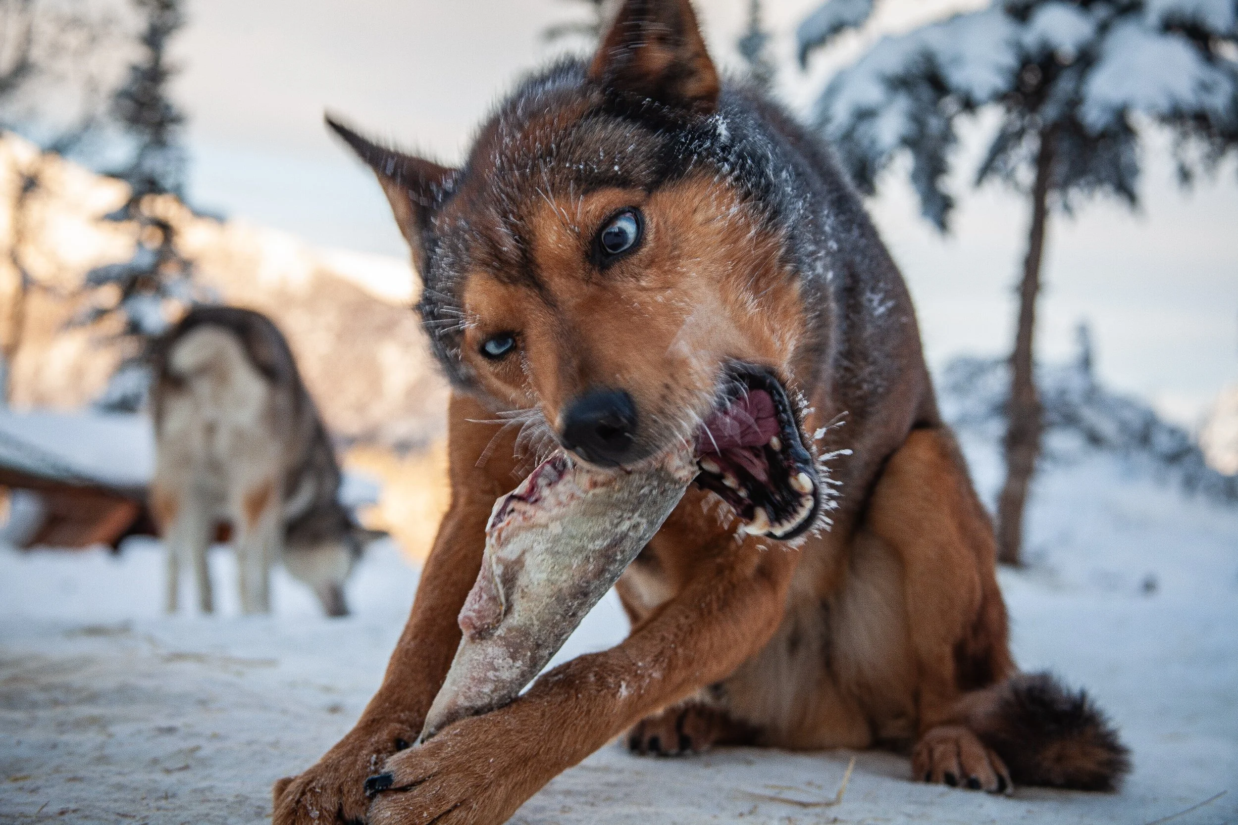 Treat a Dog to a Salmon Dinner