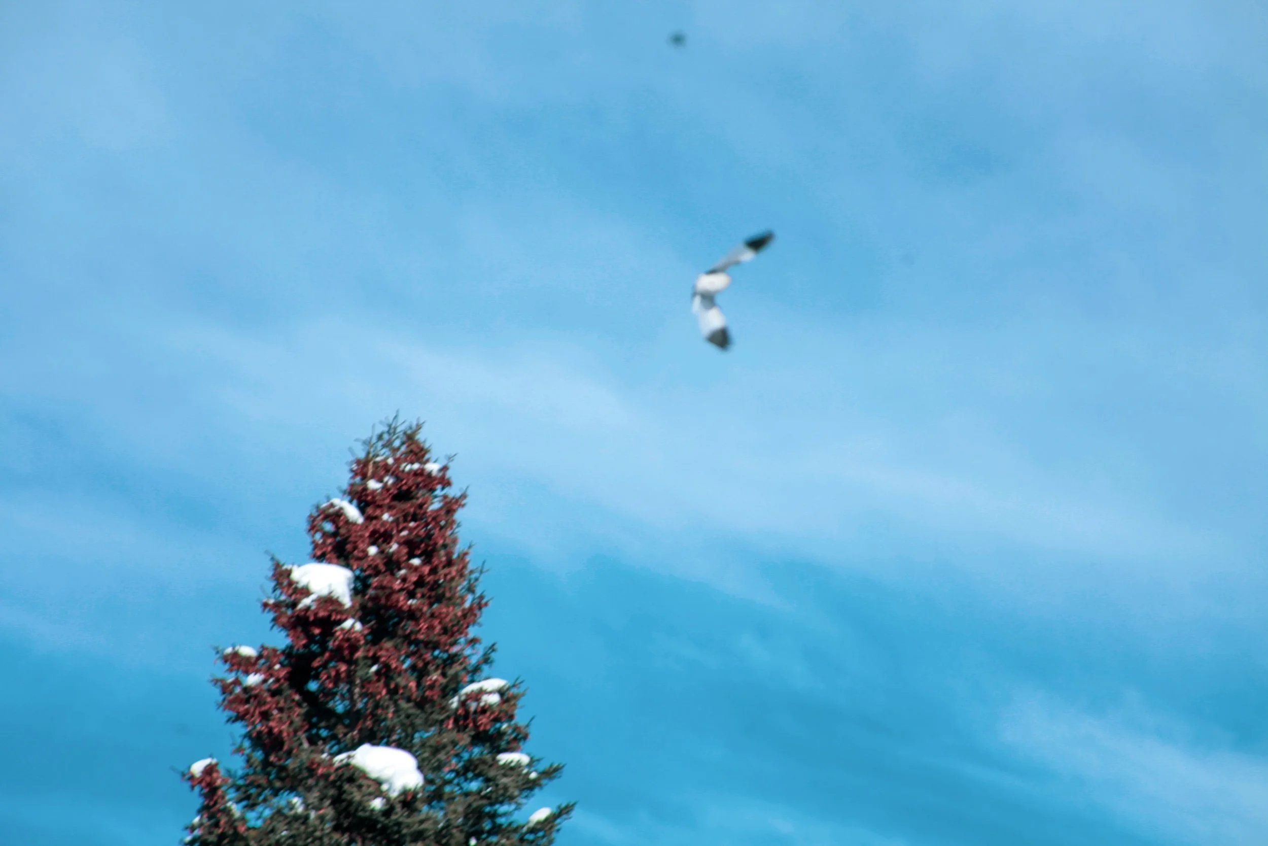 The Return of the Sun and the Arctic Messenger