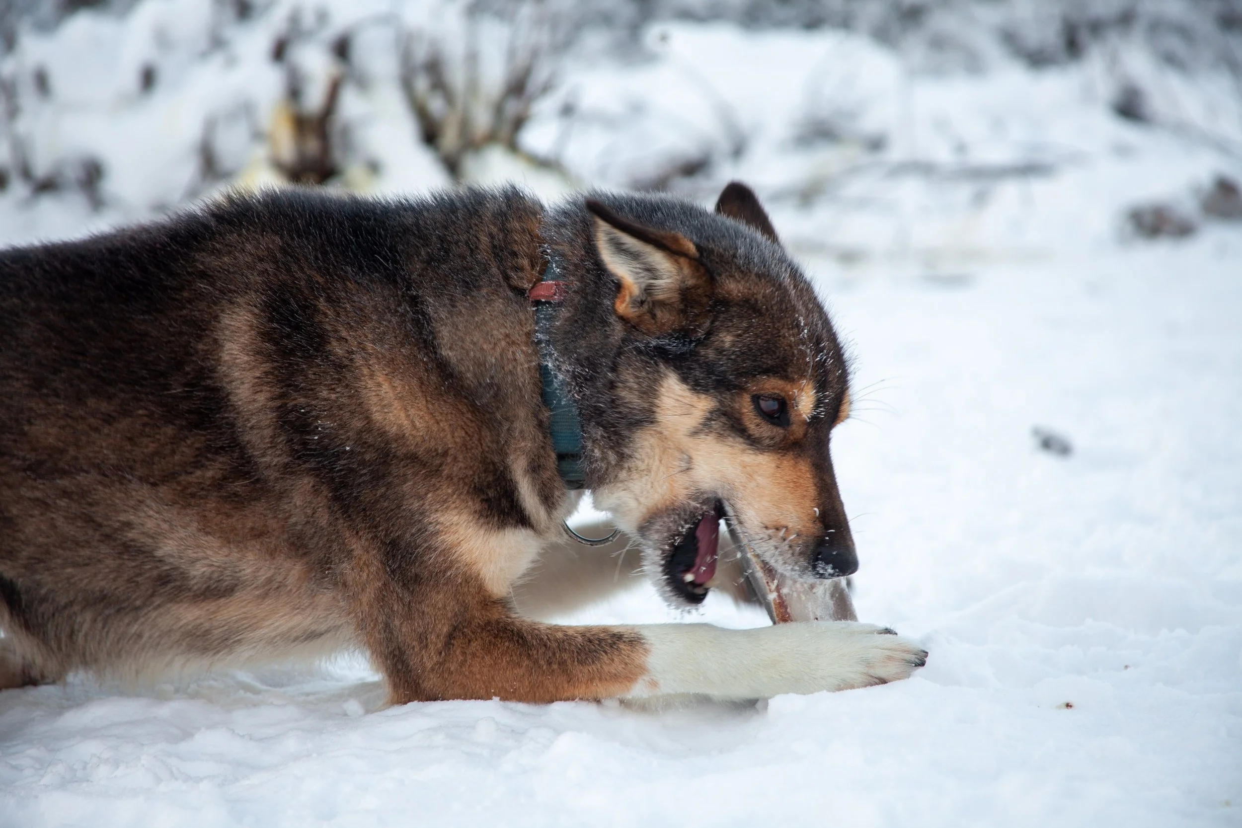 processed__MG_0052.jpg (Copy)