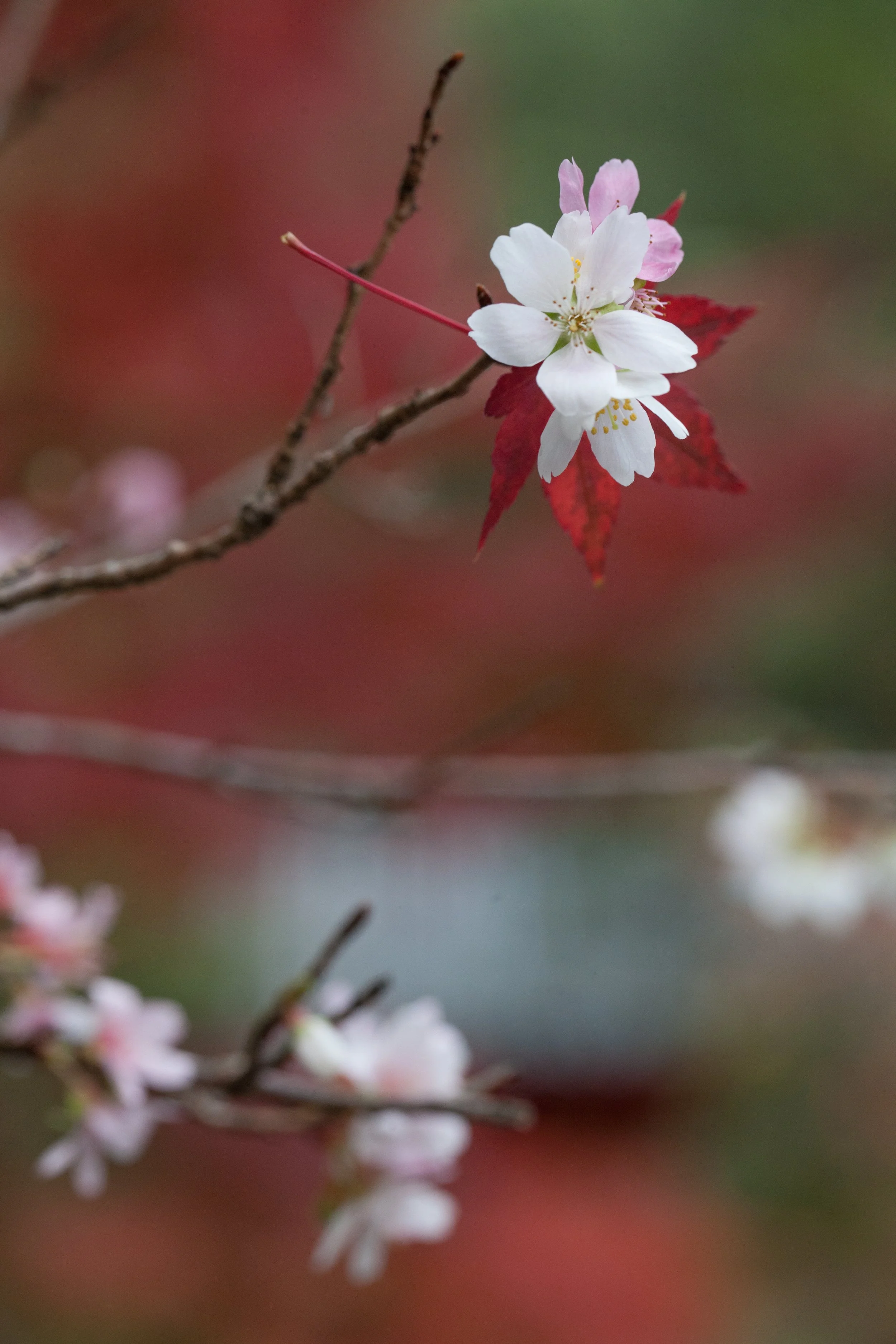 A picture of sakura and maple leaf growing together