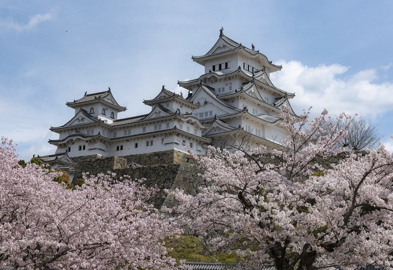 Himeji castle with cherry blossom trees