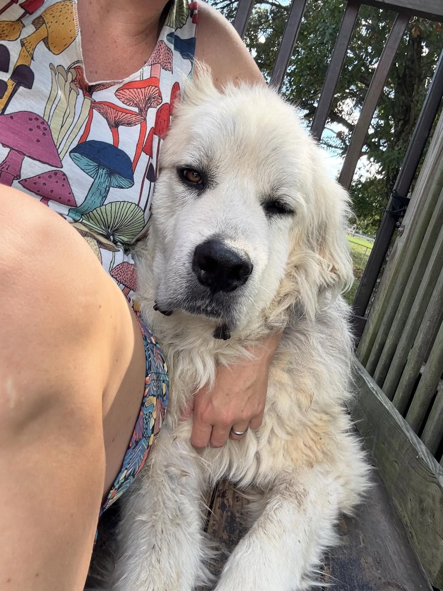 Here&rsquo;s another farm gem: meet Hep (aka Hepperoni like a pepperoni). He may never rise to Employee of the Month, as he rather considers himself more of an inside dog. His disability (partly lame back leg that can&rsquo;t be fixed because he&rsqu