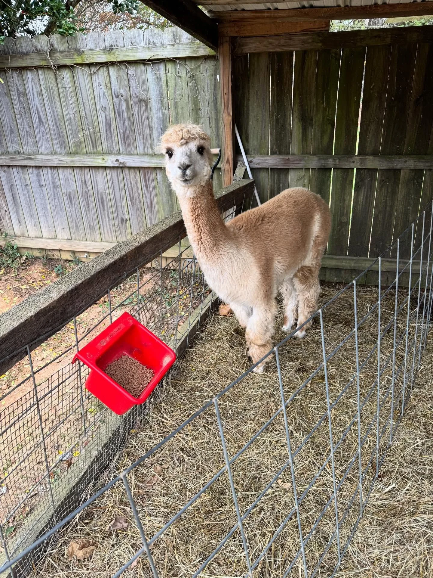 Someone asked for our set up for the alpacas monthly herd health day. This includes body scoring to ensure none of them are underweight, as well as their monthly ivermectin shot. And yes, every month. We are in an area with a very high concentration 