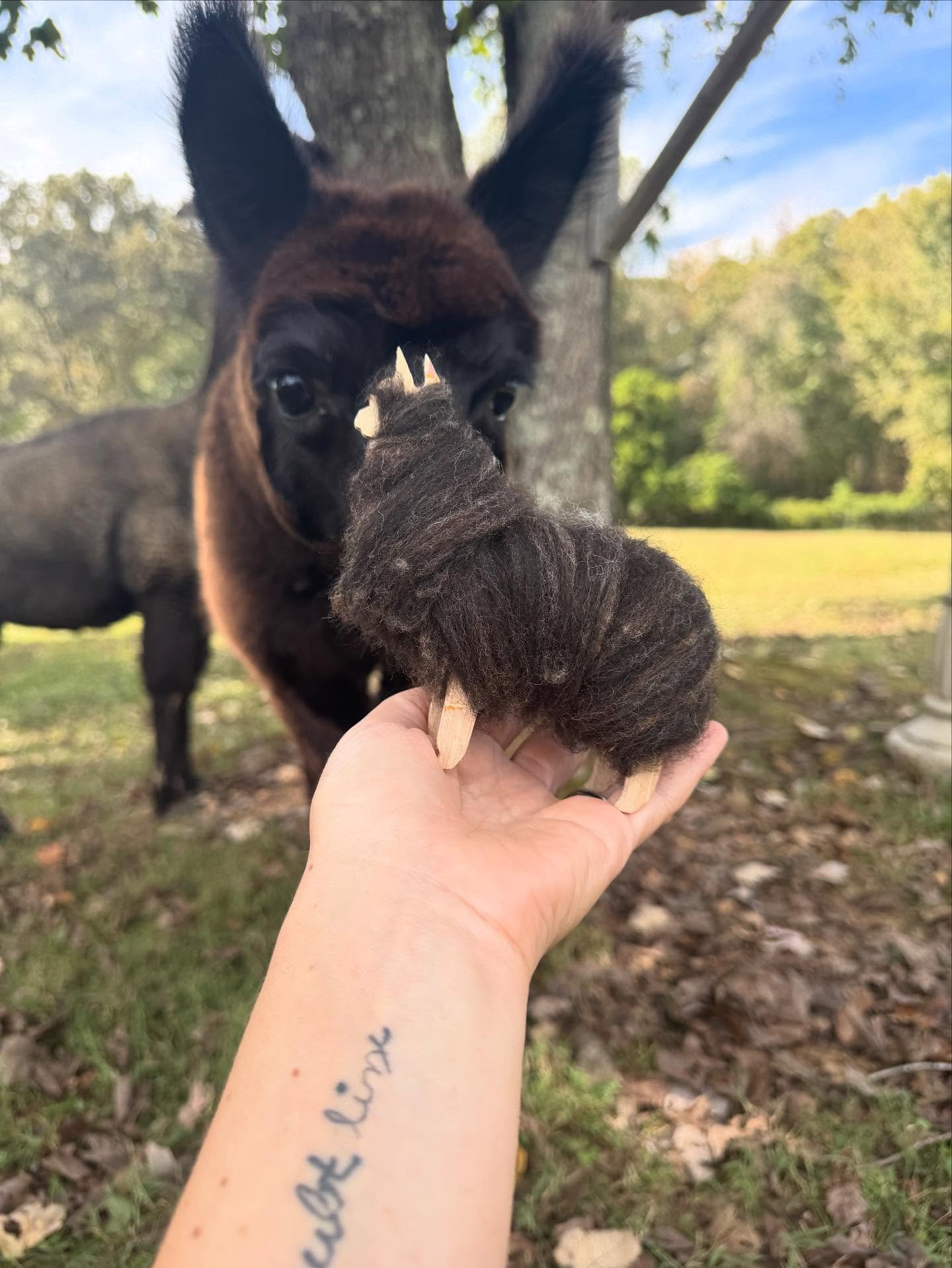 Need a desk ornament? I had a friend laser me some of these wood alpacas that I&rsquo;ve wrapped in wool! This one was from Bowzer, who has since gone to another farm, but Mister Beck is a similar color. #ornamental #expensivelawnornament #alpaca #al