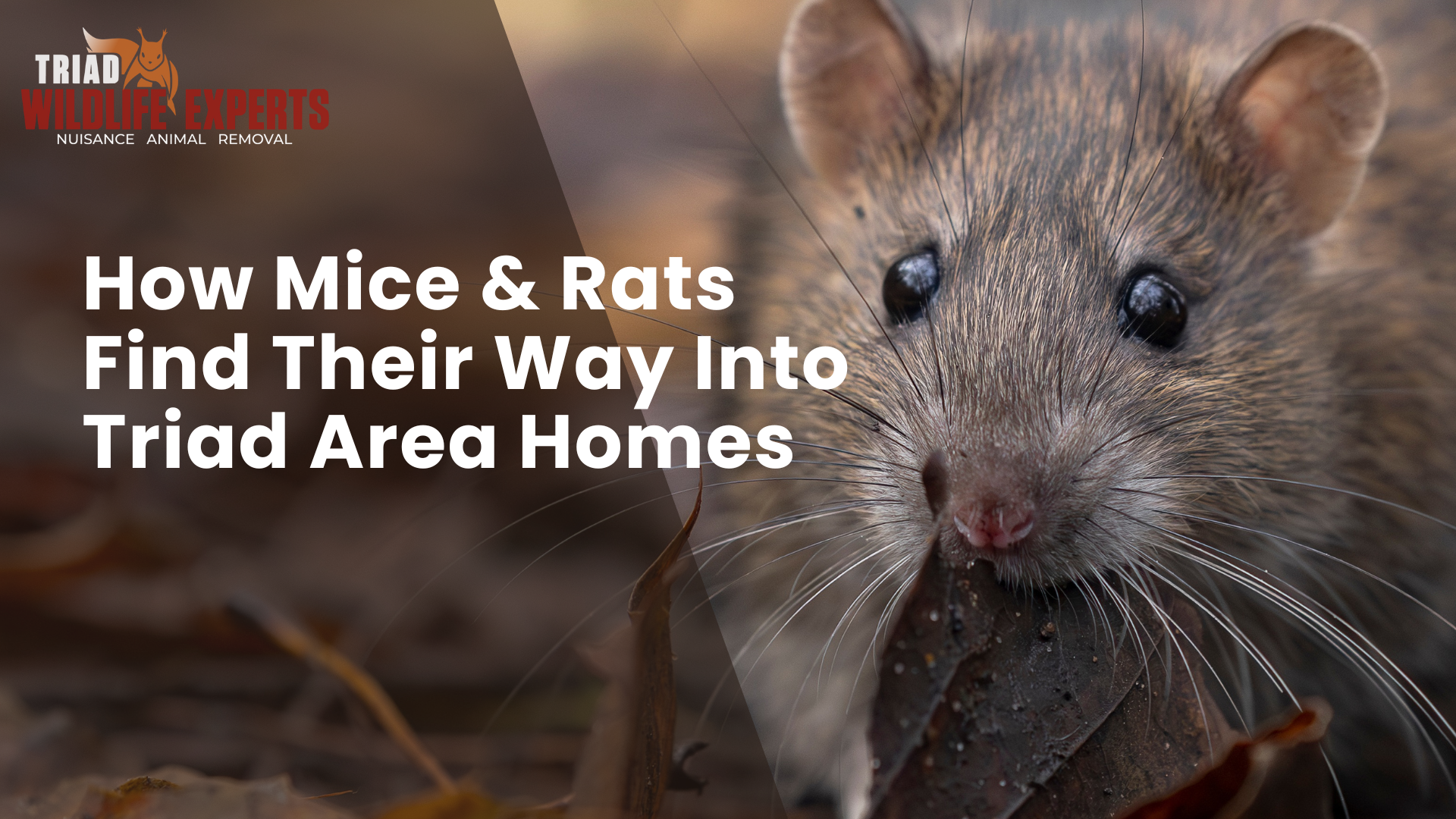 The Silent Invaders: How Mice &amp; Rats Find Their Way Into Triad Area Homes