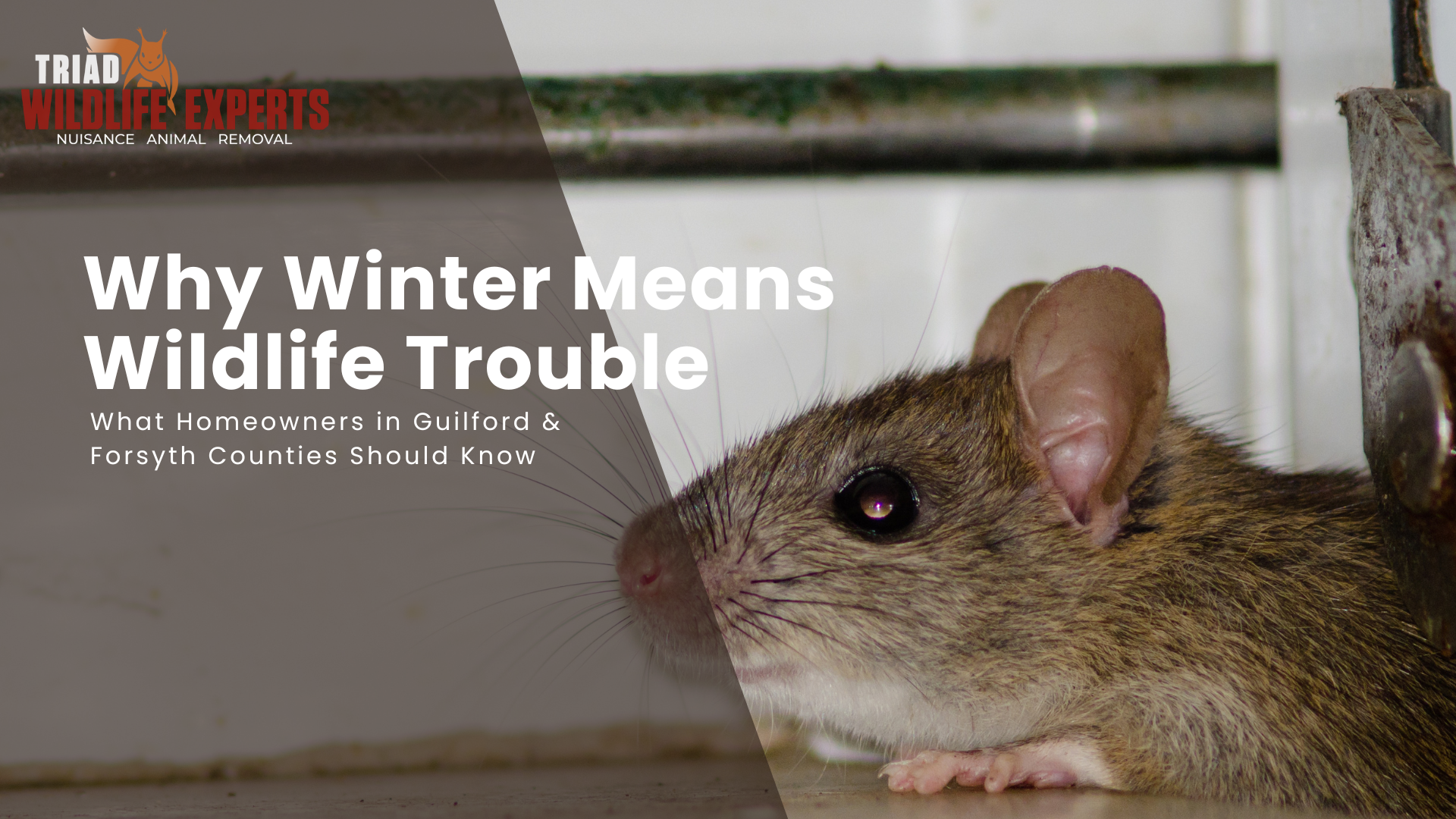 Why Winter Means Wildlife Trouble in the Triad