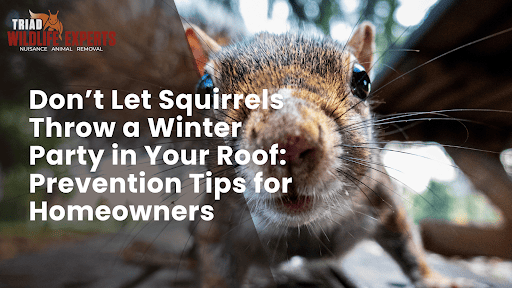 Don’t Let Squirrels Throw a Winter Party in Your Roof: Prevention Tips for Homeowners