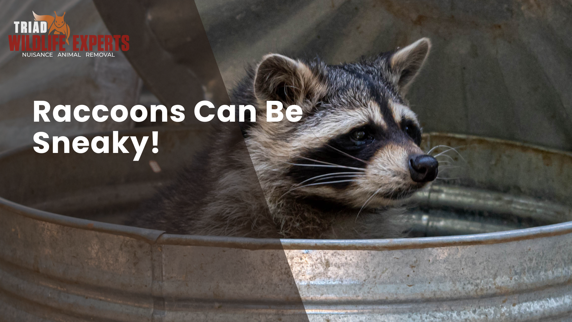     Raccoons Can Be Sneaky