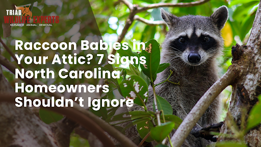 Raccoon Babies in Your Attic? 7 Signs NC Homeowners Must Know