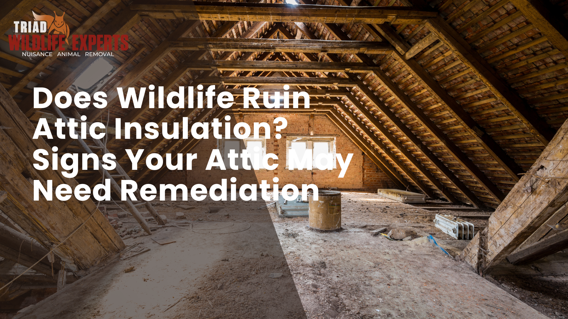 Does Wildlife Damage Attic Insulation? Signs to Watch